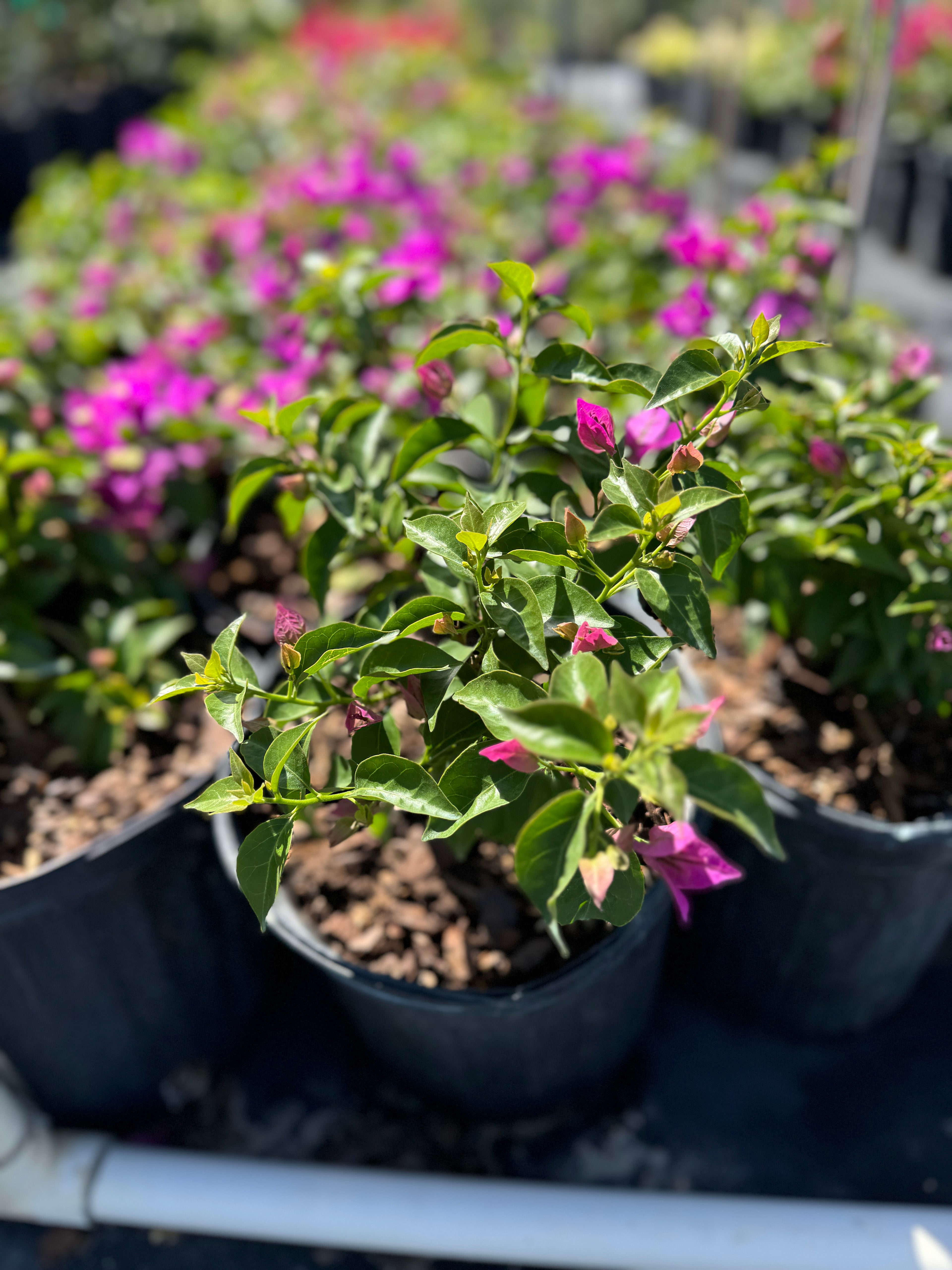 Bougainvillea Purple Flower Bush Form, New River Flowering Tree