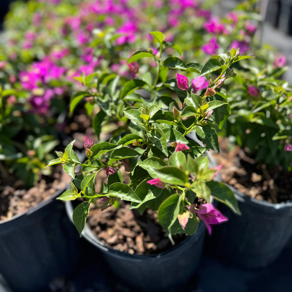 Bougainvillea Purple Flower Bush Form, New River Flowering Tree in 1 gallon container with green leaves and purple flowers, ideal for tropical garden landscapes.