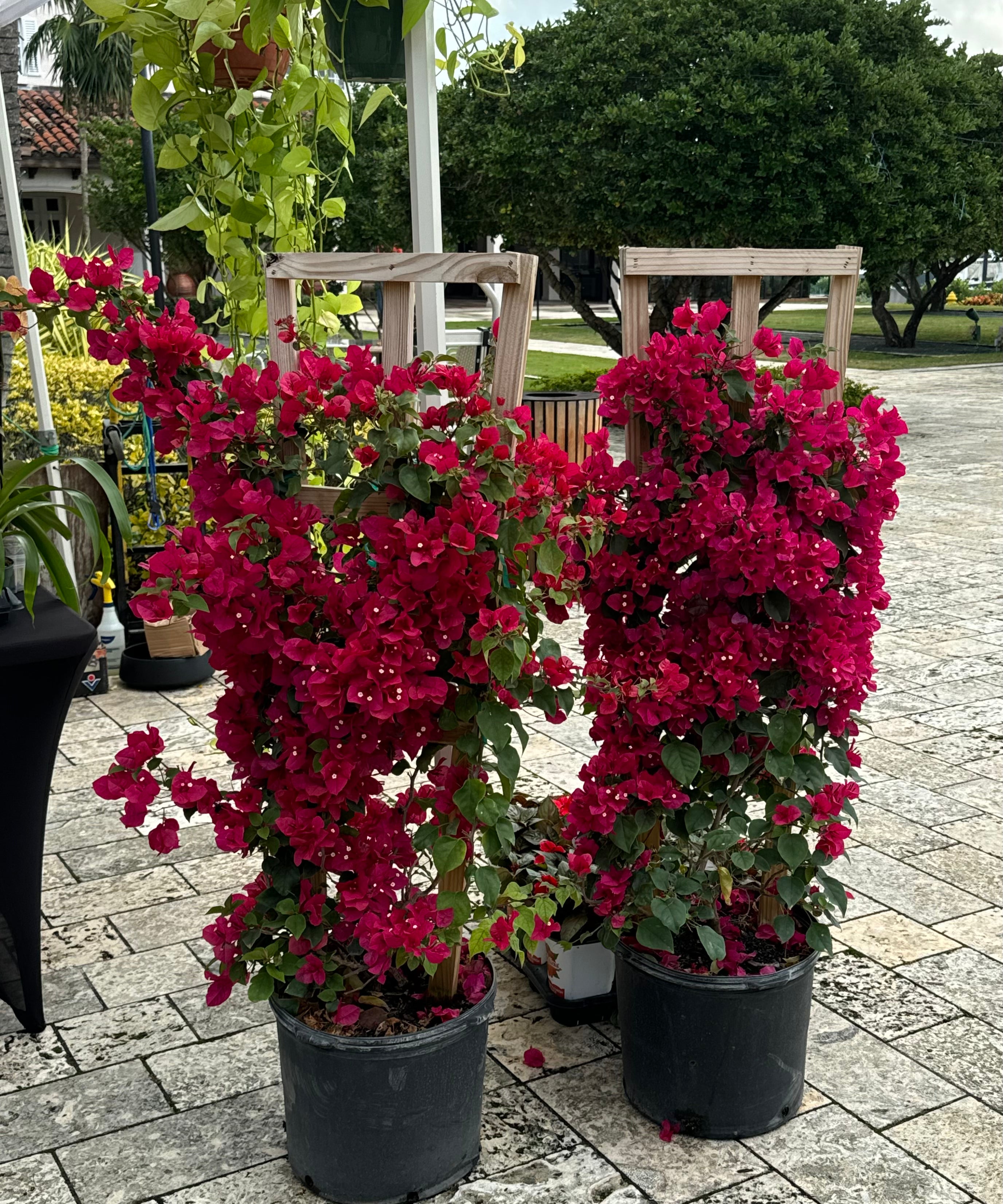 Bougainvillea Red Flower in Trellis, Barbara Karst Red Flowering Tree