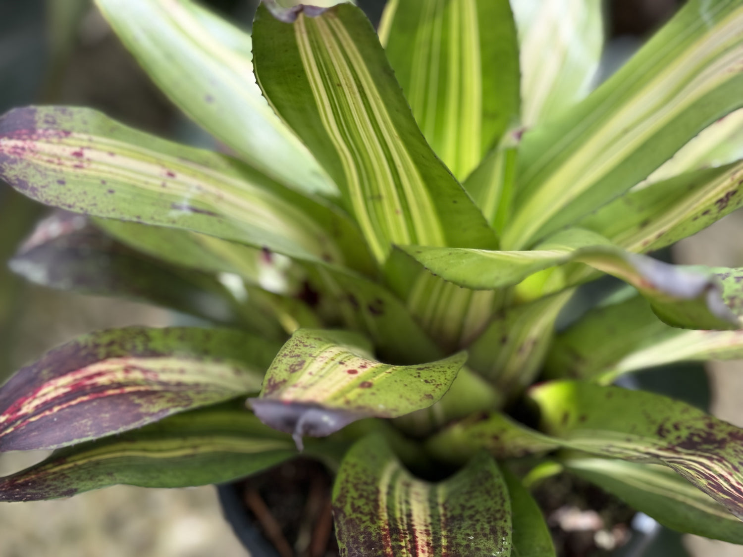 Bromeliad, Neoregelia Picasso