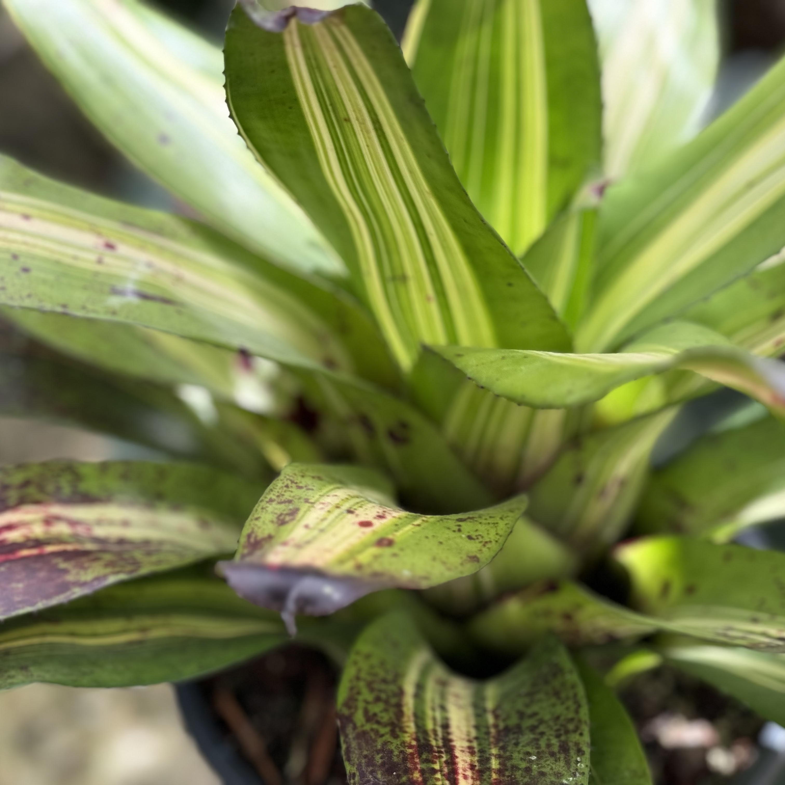 Bromeliad Neoregelia Picasso, Purple Center in Bloom