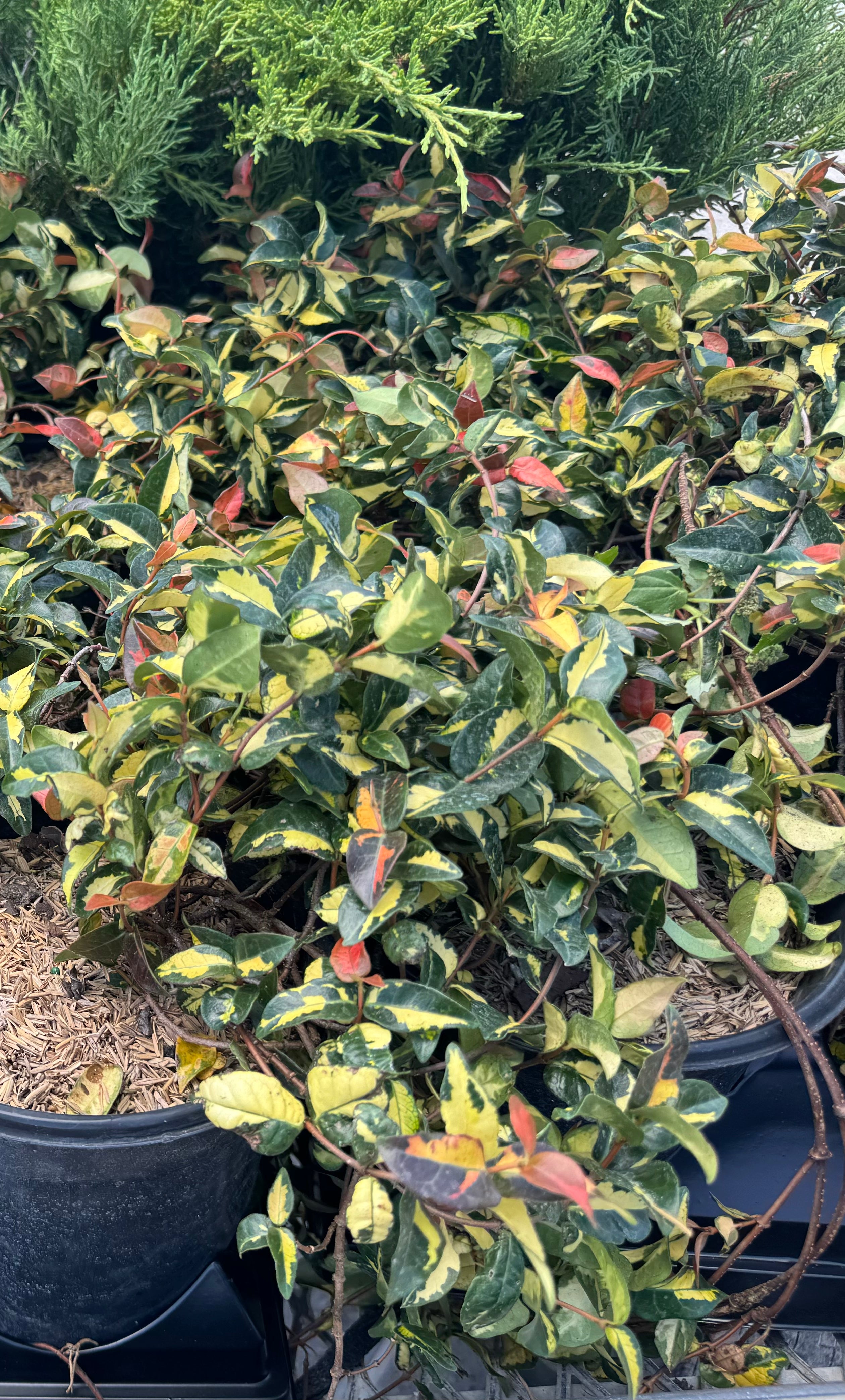close view of Jasmine Summer Sunset, Colorful Vining Plant