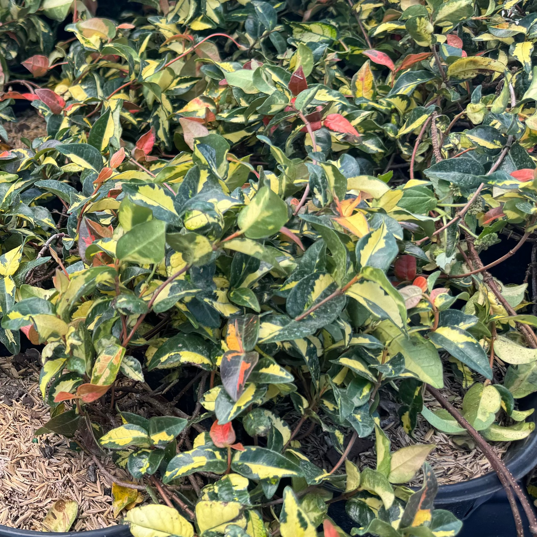 close view of Jasmine Summer Sunset, Colorful Vining Plant