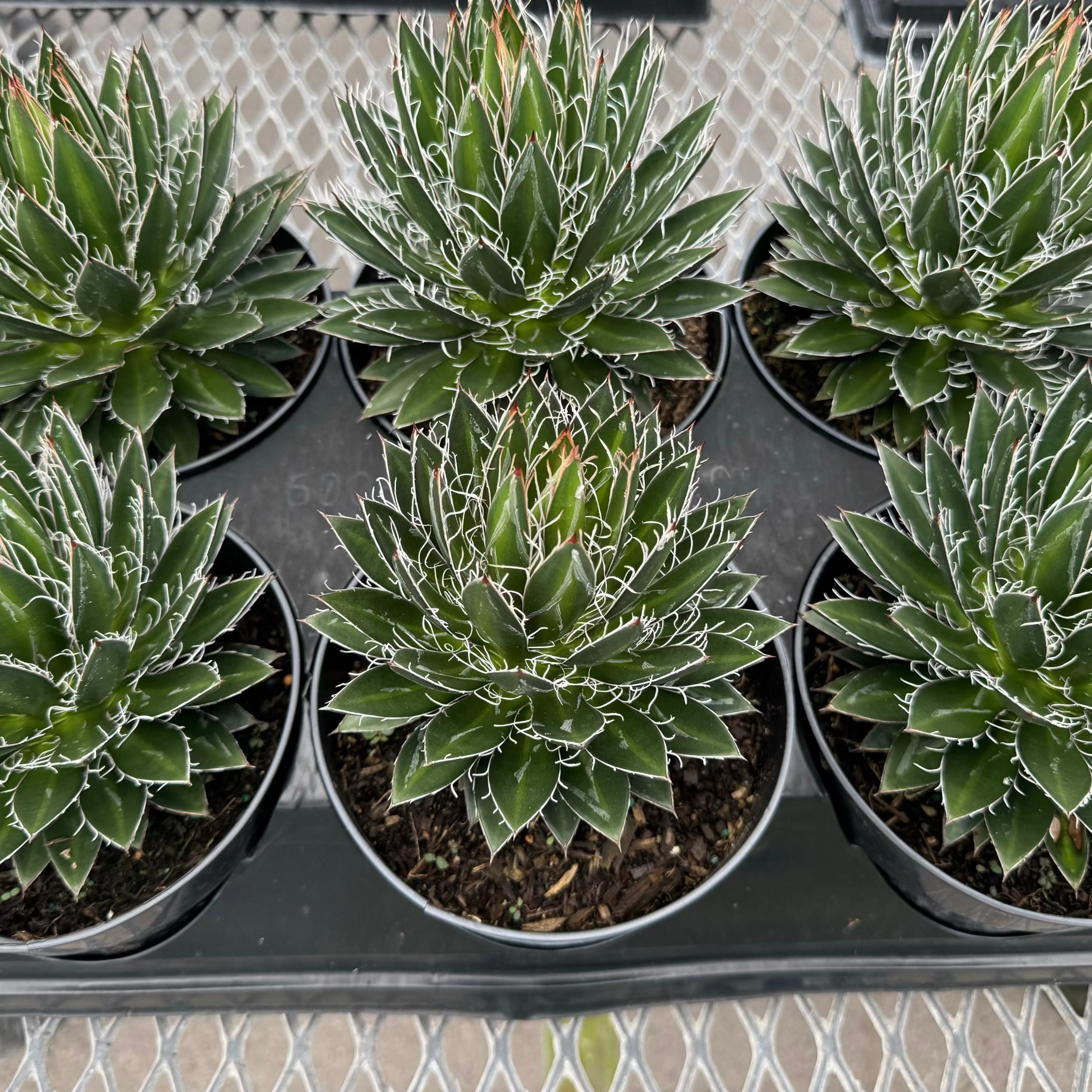 Agave Black Widow Schidigera, Century Plant in Grower Pot