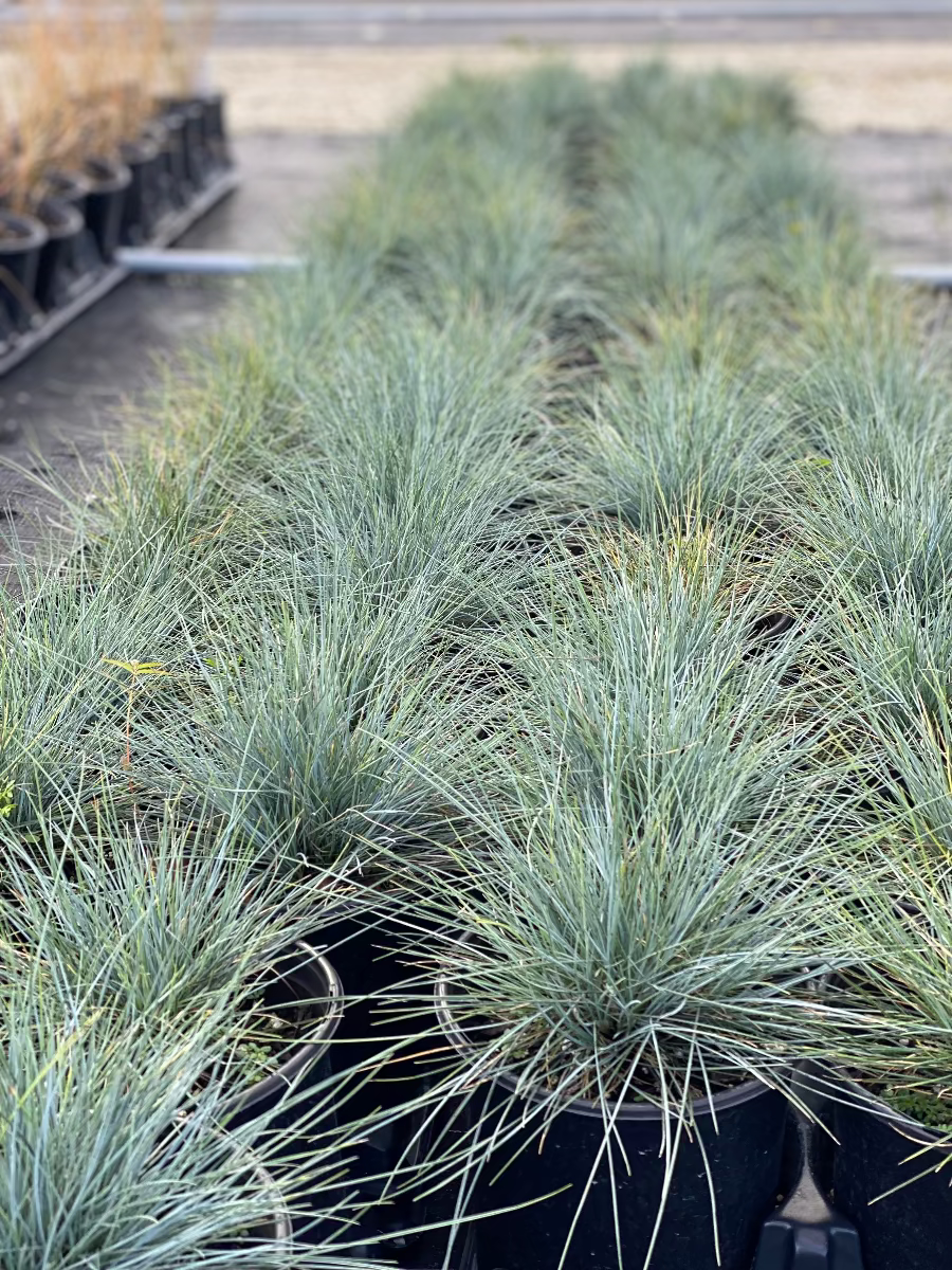 Potted Elijah Blue Fescue ornamental grass