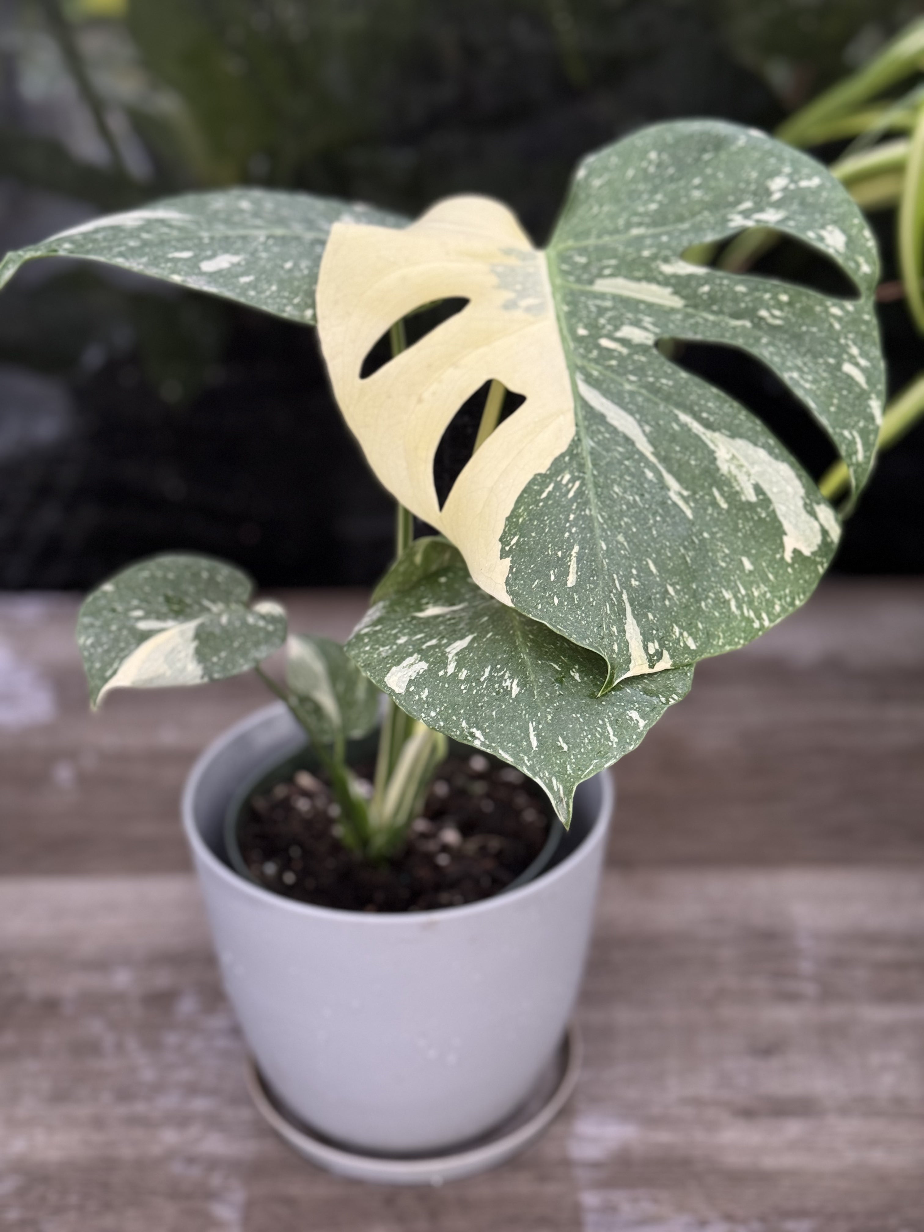 Monstera Thai Constellation Variegated in a white pot