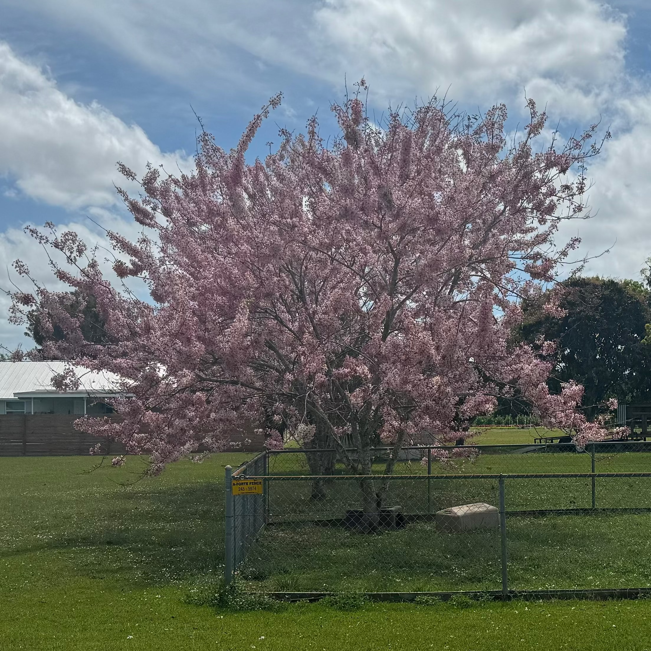 Cassia Bakeriana Pink Showers Flower Tree in a garden