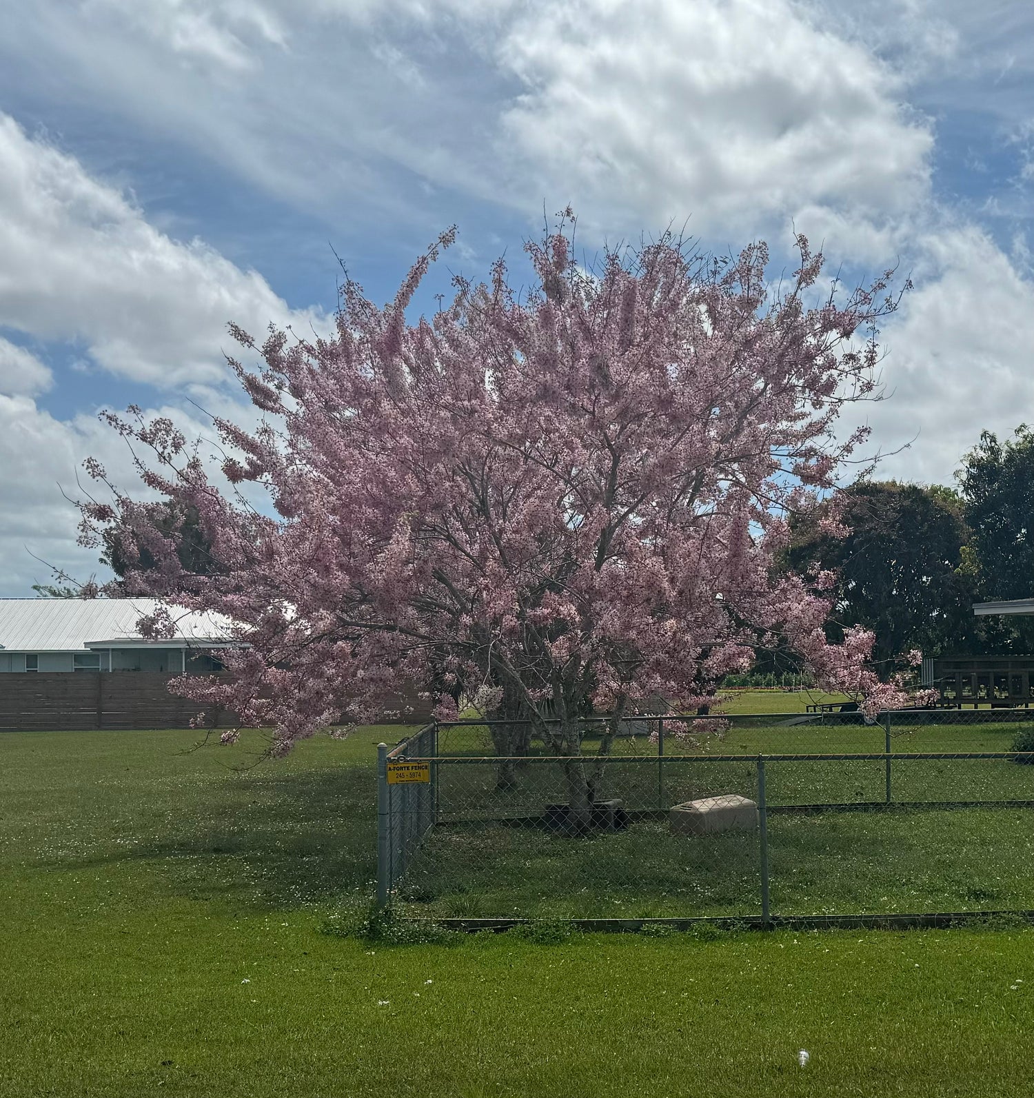 Cassia Bakeriana Pink Showers Flower Tree in a garden