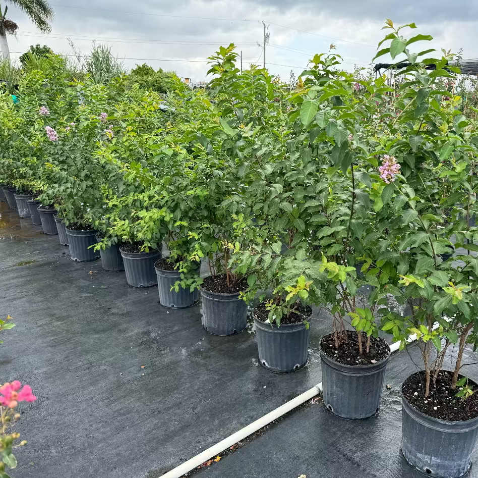 Crape Myrtle Muskogee Tree Purple in a 5gal pot in rows