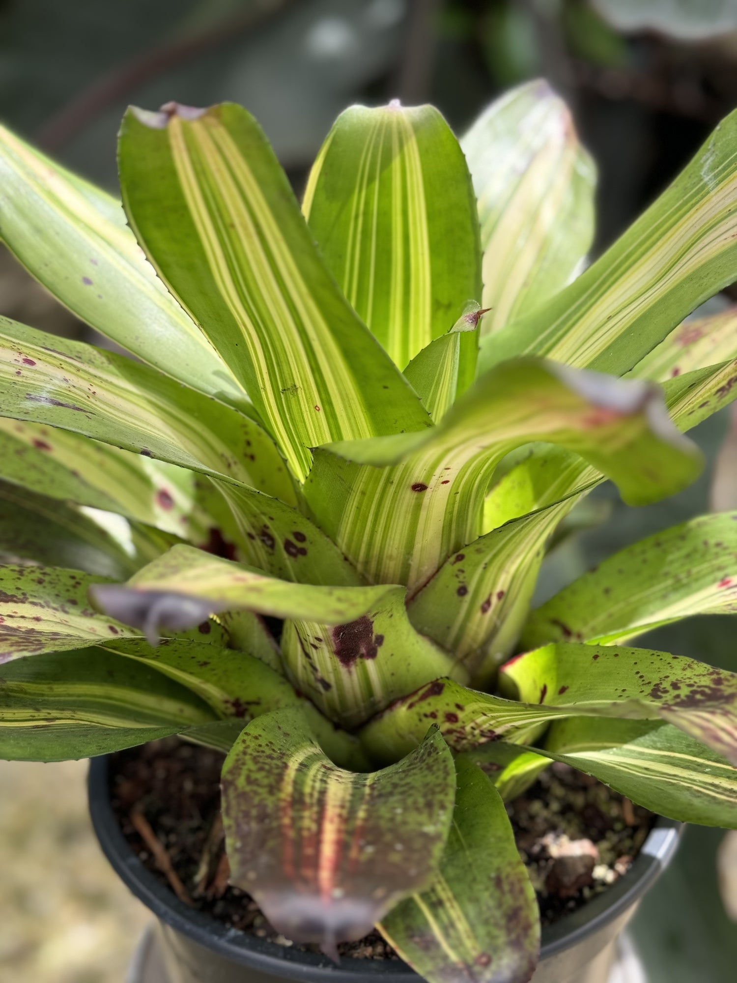 Bromeliad, Neoregelia Picasso