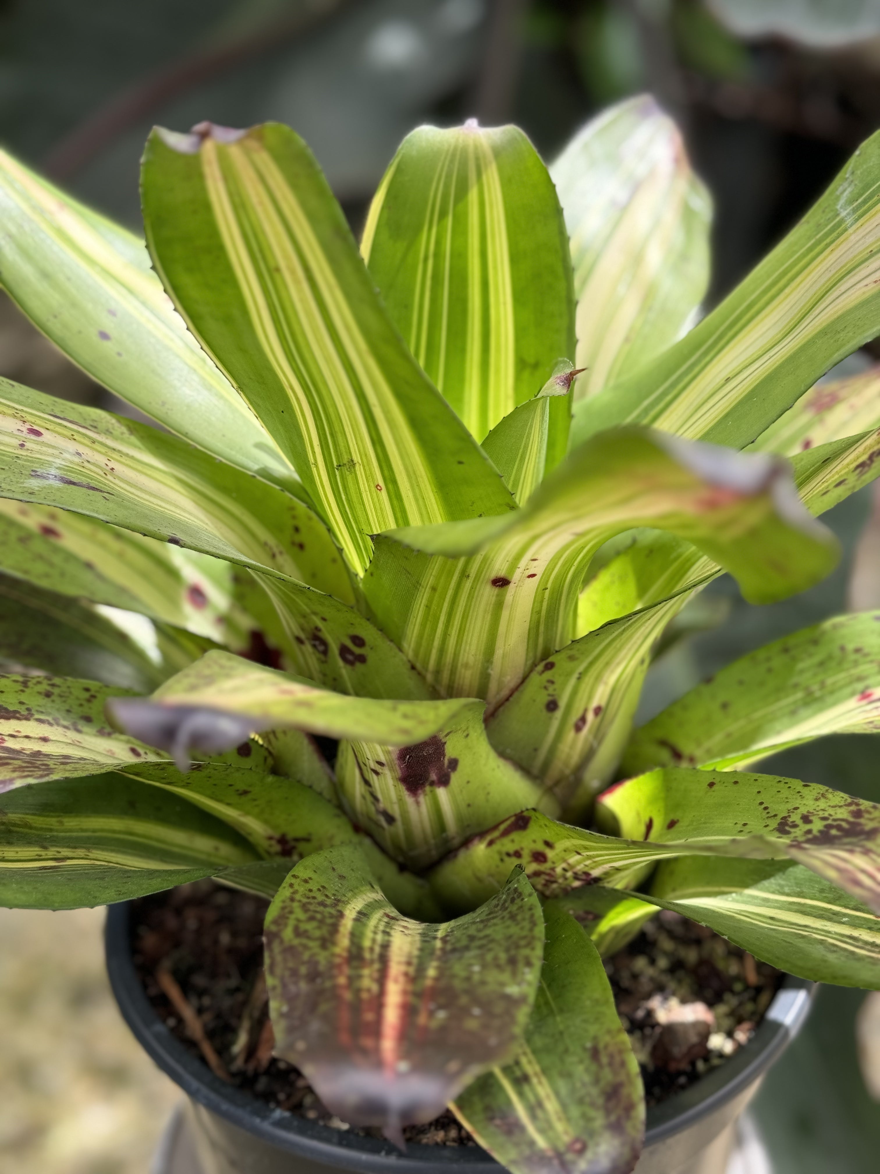 Bromeliad, Neoregelia Picasso