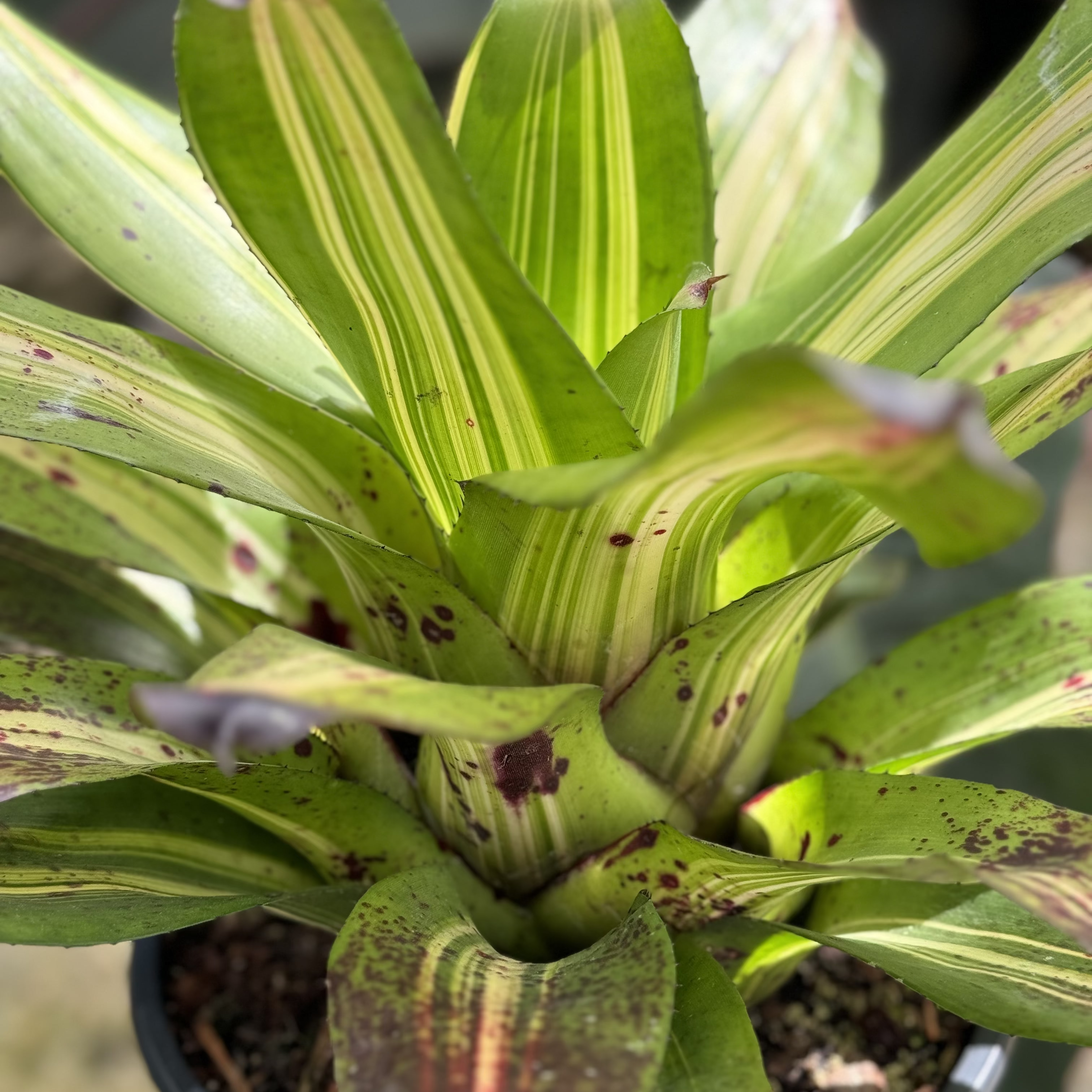 Bromeliad Neoregelia Picasso, Purple Center in Bloom