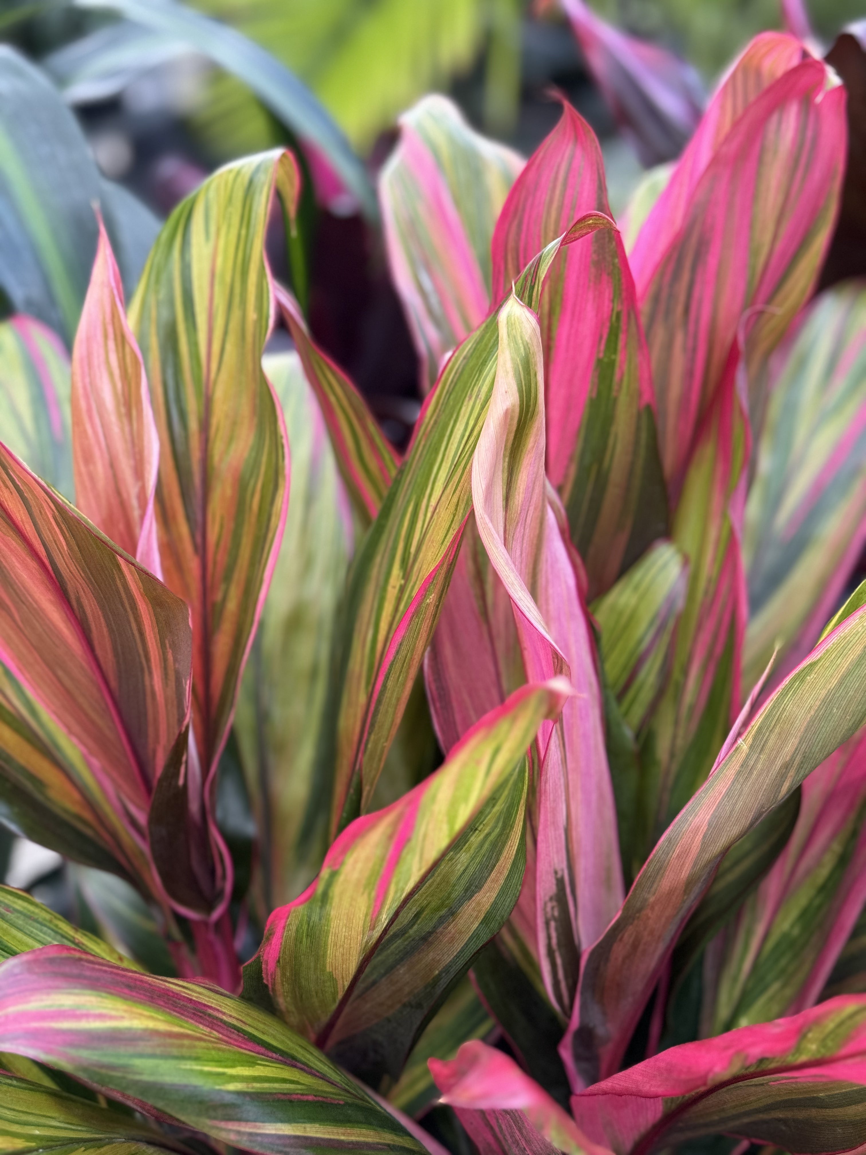 leaves of Cordyline Harlequin Fruticosa Ti Plant