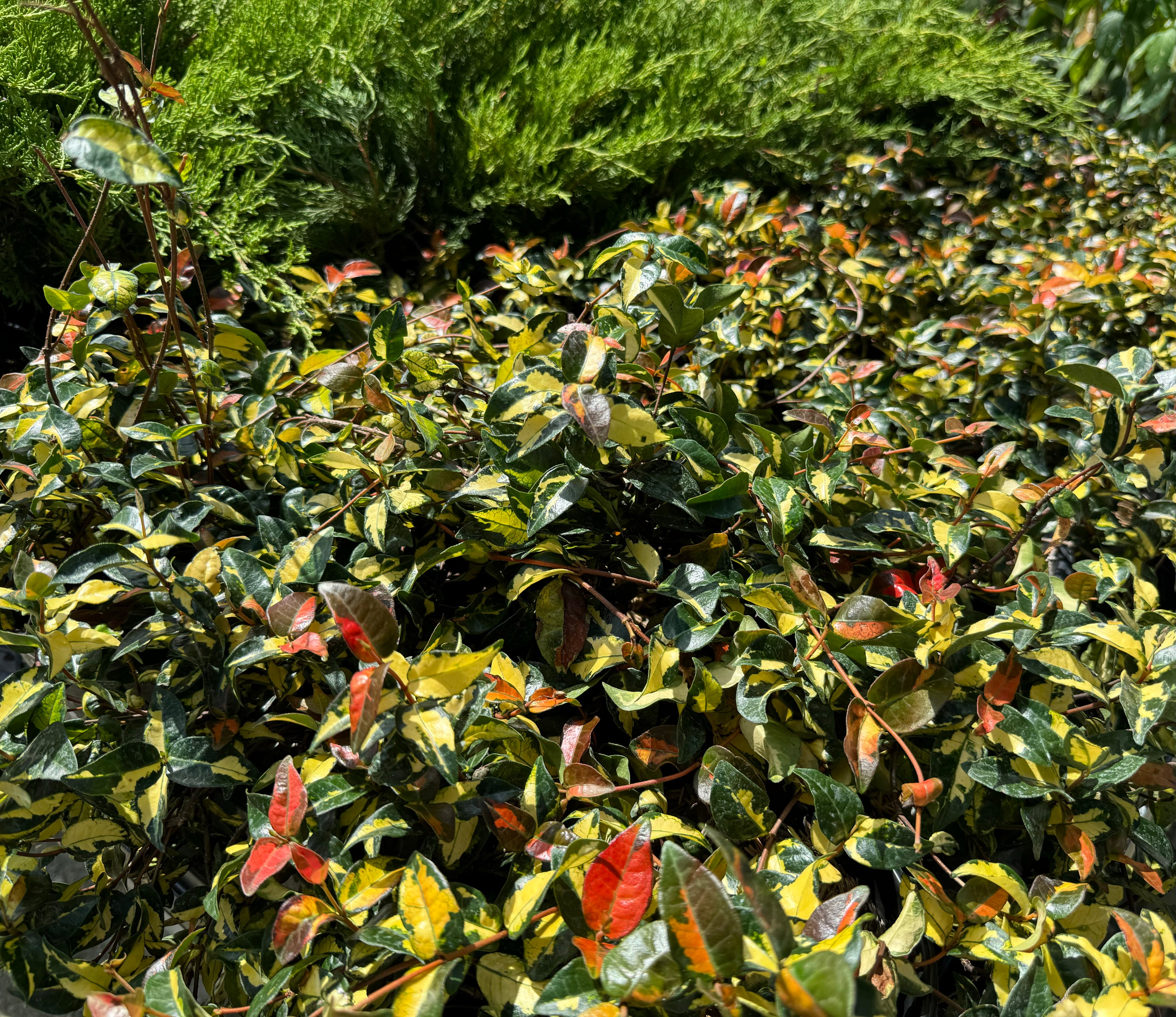 upper view of Jasmine Summer Sunset, Colorful Vining Plant