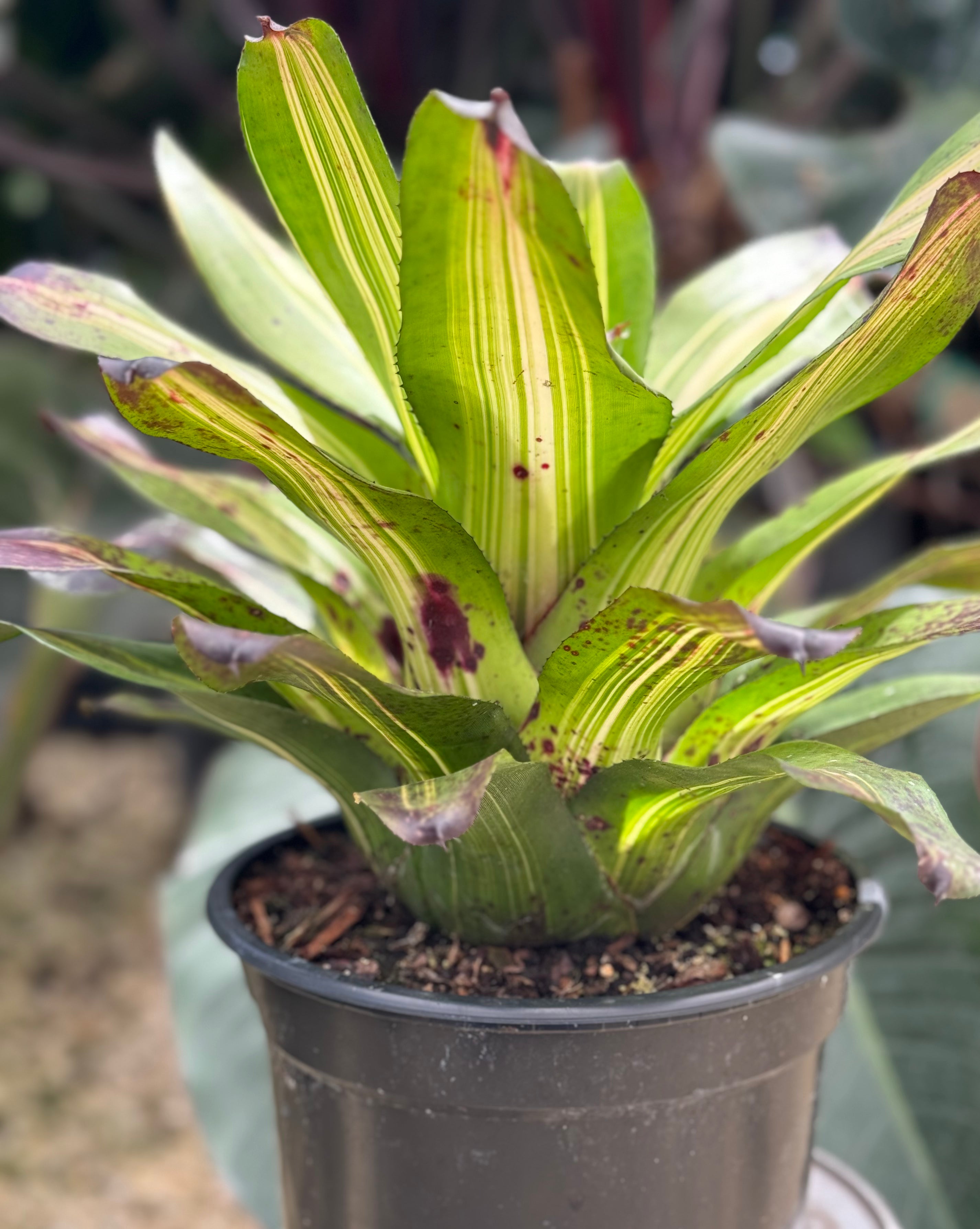 Bromeliad, Neoregelia Picasso
