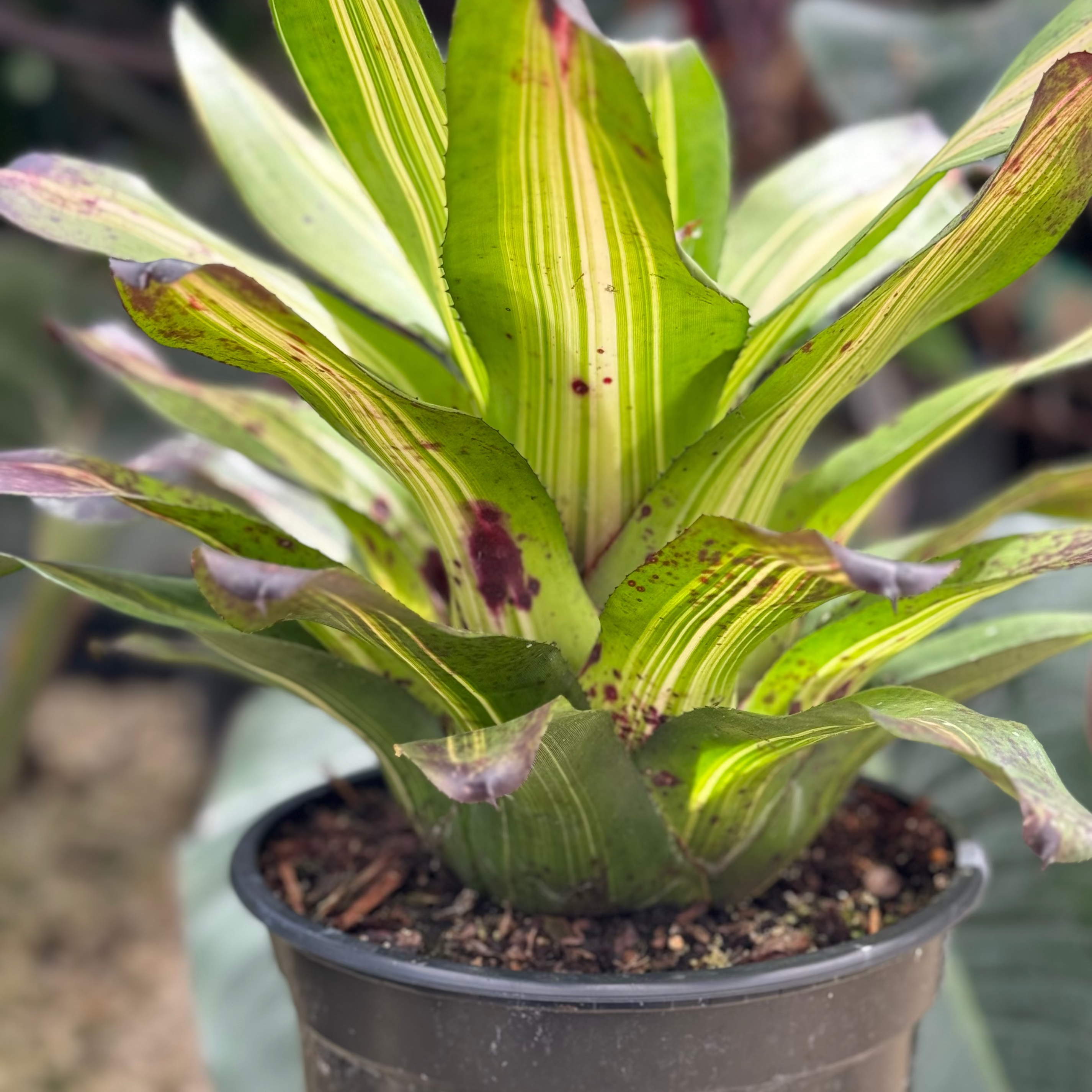 Bromeliad Neoregelia Picasso, Purple Center in Bloom