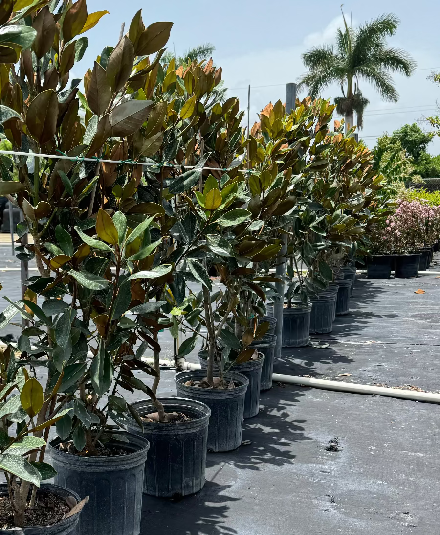 A close-up view of the lush canopy of a Magnolia Grandiflora &