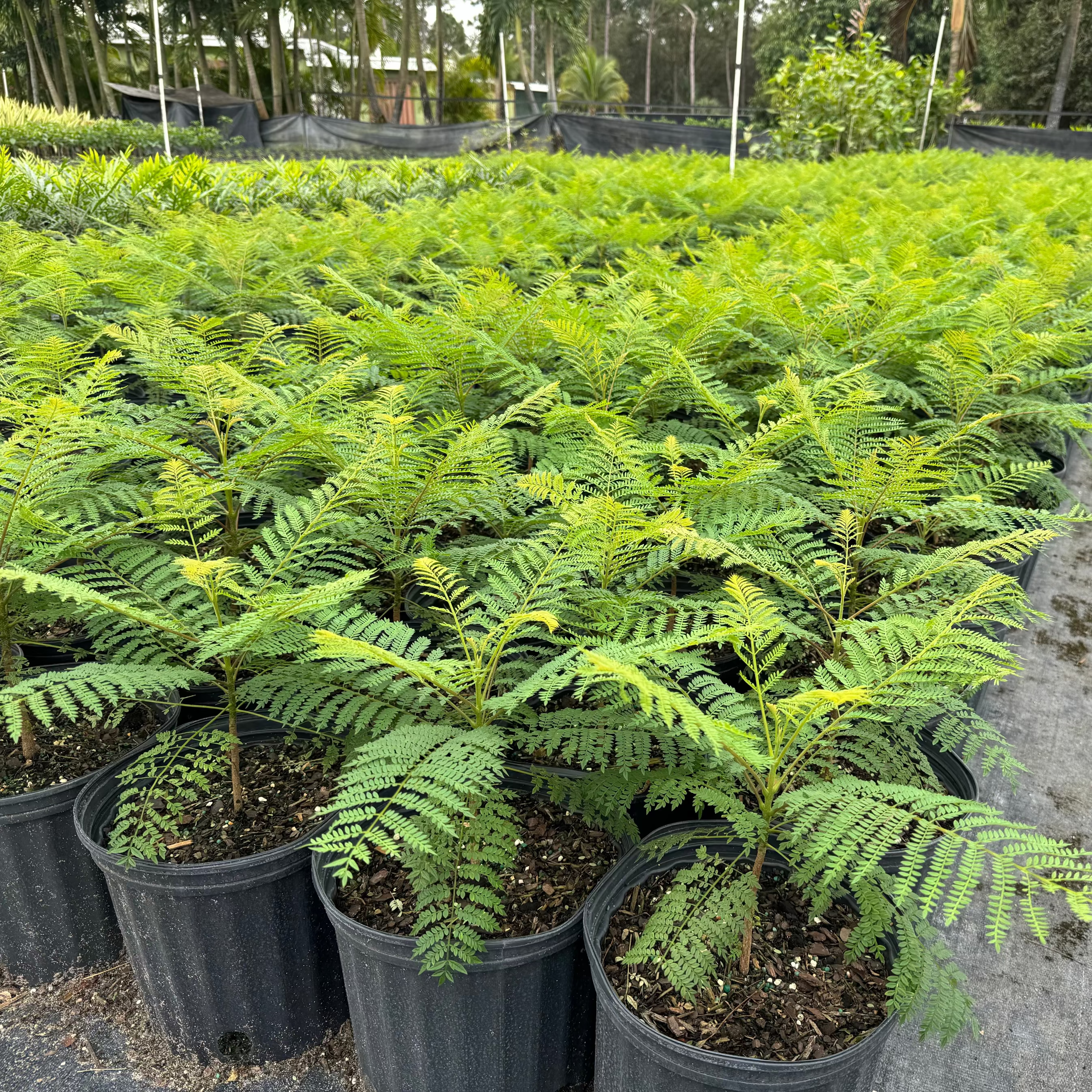 Young Jacaranda Mimosifolia Purple Flowering Trees in 3 gallon nursery pots featuring lush, fern-like feathery green foliage, lined up in rows in an outdoor nursery setting, ideal for growing into magnificent shade trees and ornamental garden focal points.