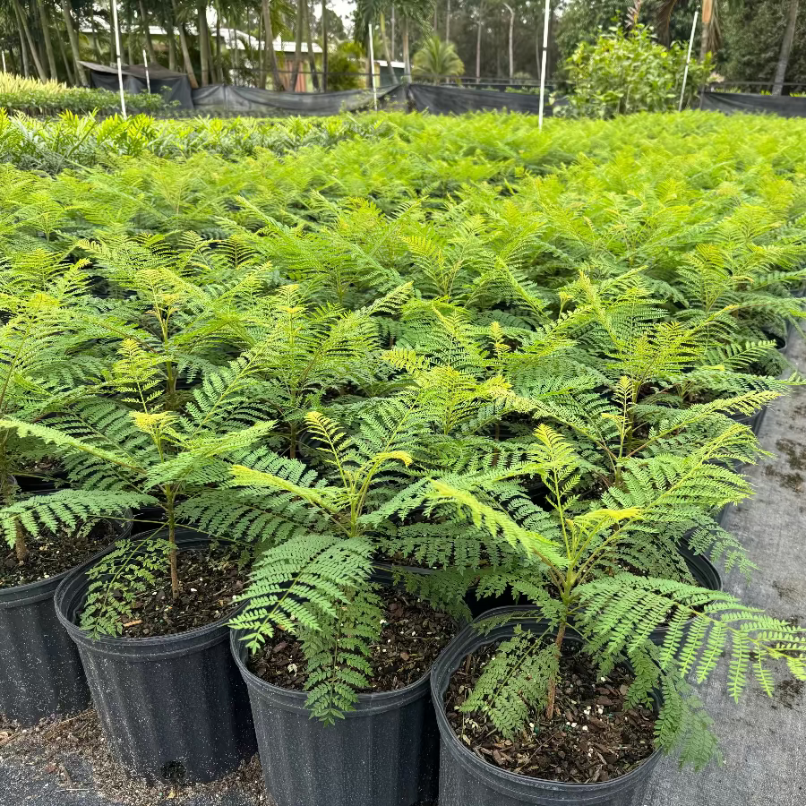 Young Jacaranda Mimosifolia Purple Flowering Trees in 3 gallon nursery pots featuring lush, fern-like feathery green foliage, lined up in rows in an outdoor nursery setting, ideal for growing into magnificent shade trees and ornamental garden focal points.