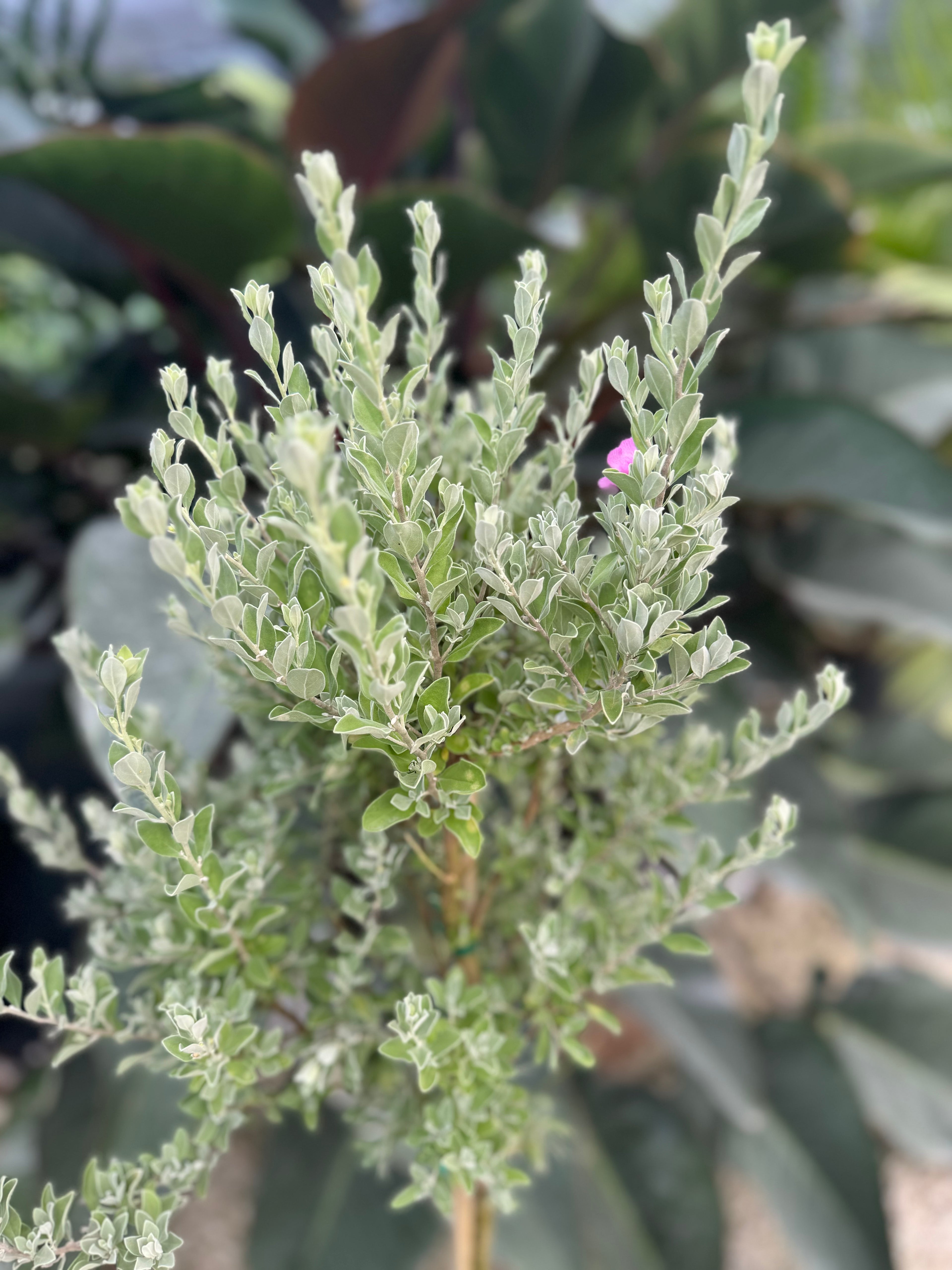 leaves of Texas Sage, Tree Form Silverleaf Purple Sage