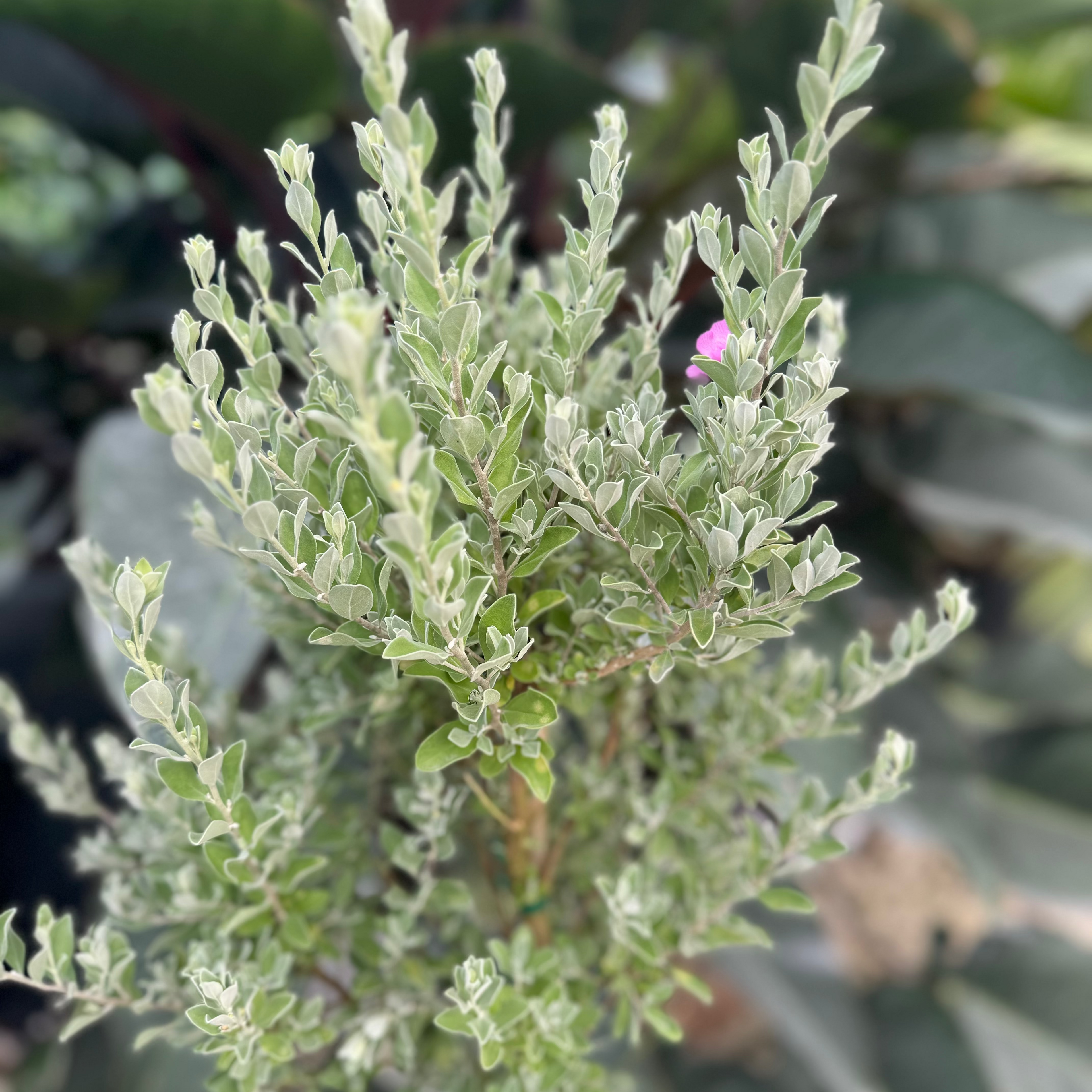 leaves of Texas Sage, Tree Form Silverleaf Purple Sage