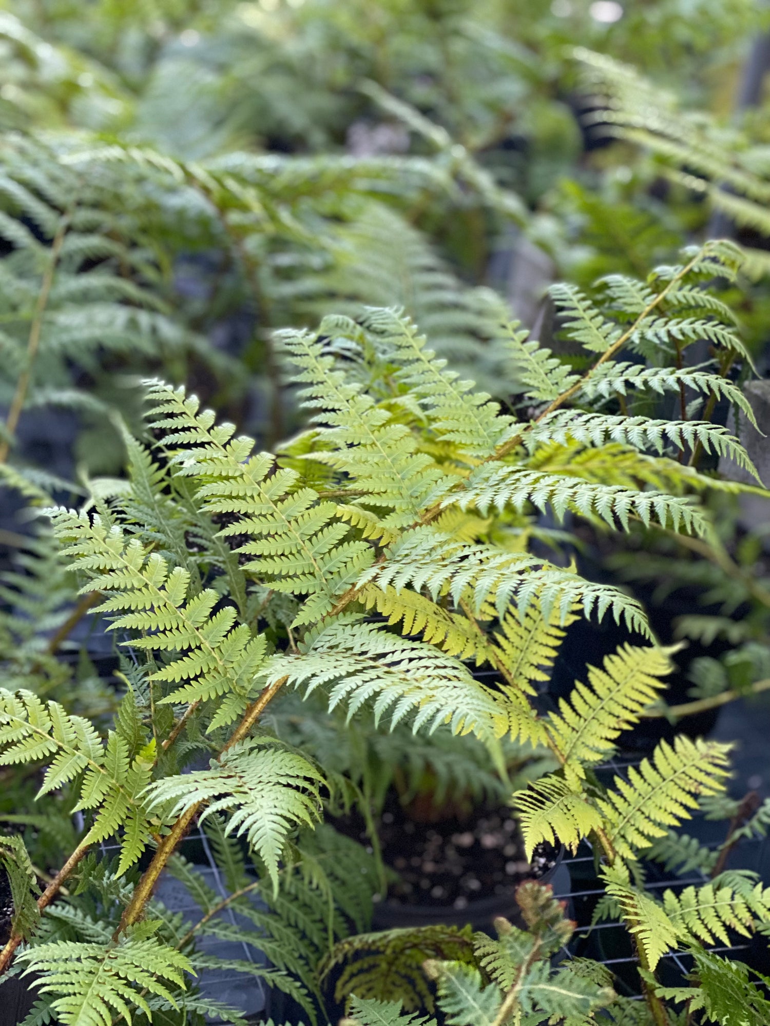 close up view of Australian Tree Fern, Beautiful & Exotic