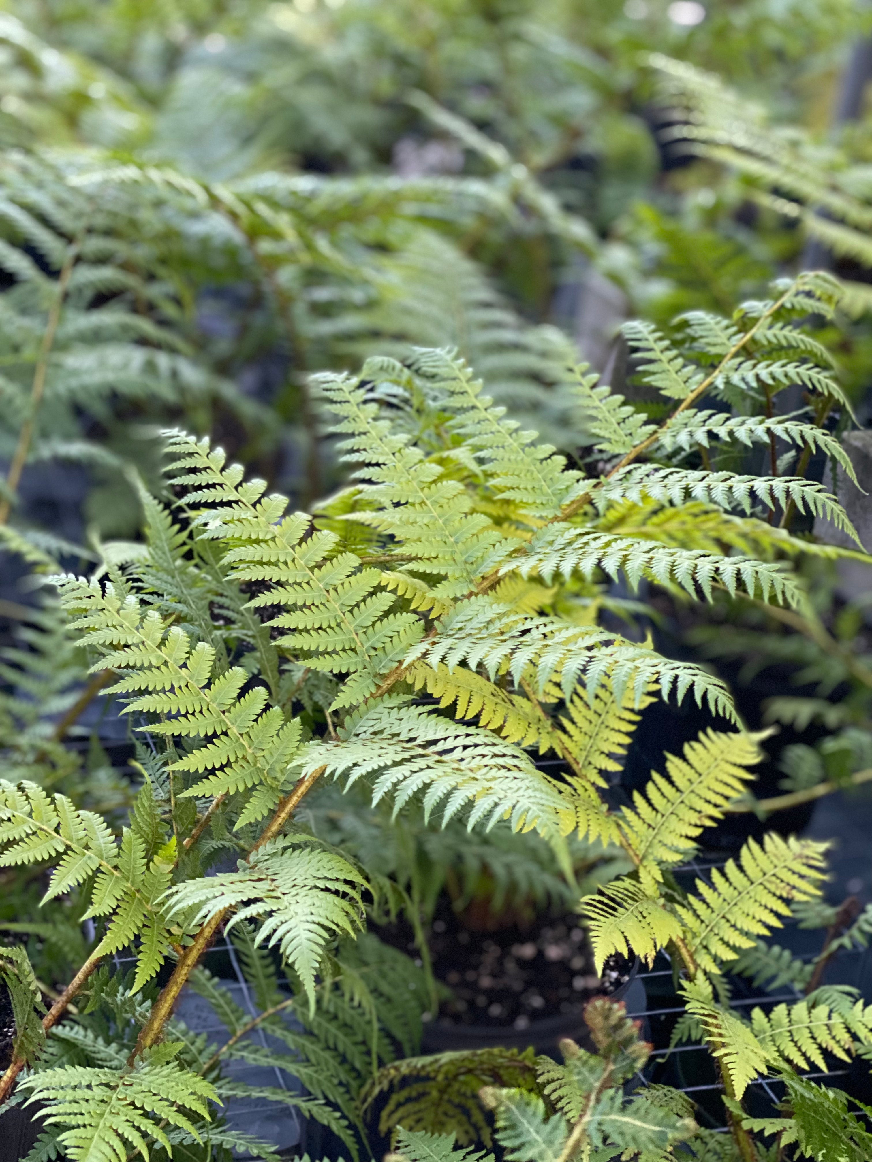 close up view of Australian Tree Fern, Beautiful & Exotic