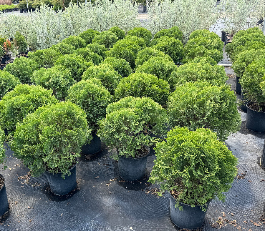 Little Giant Arborvitae Topiary Ball, False White Cedar Fully Grown Green shrub in a garden setting with other plants and rocks.