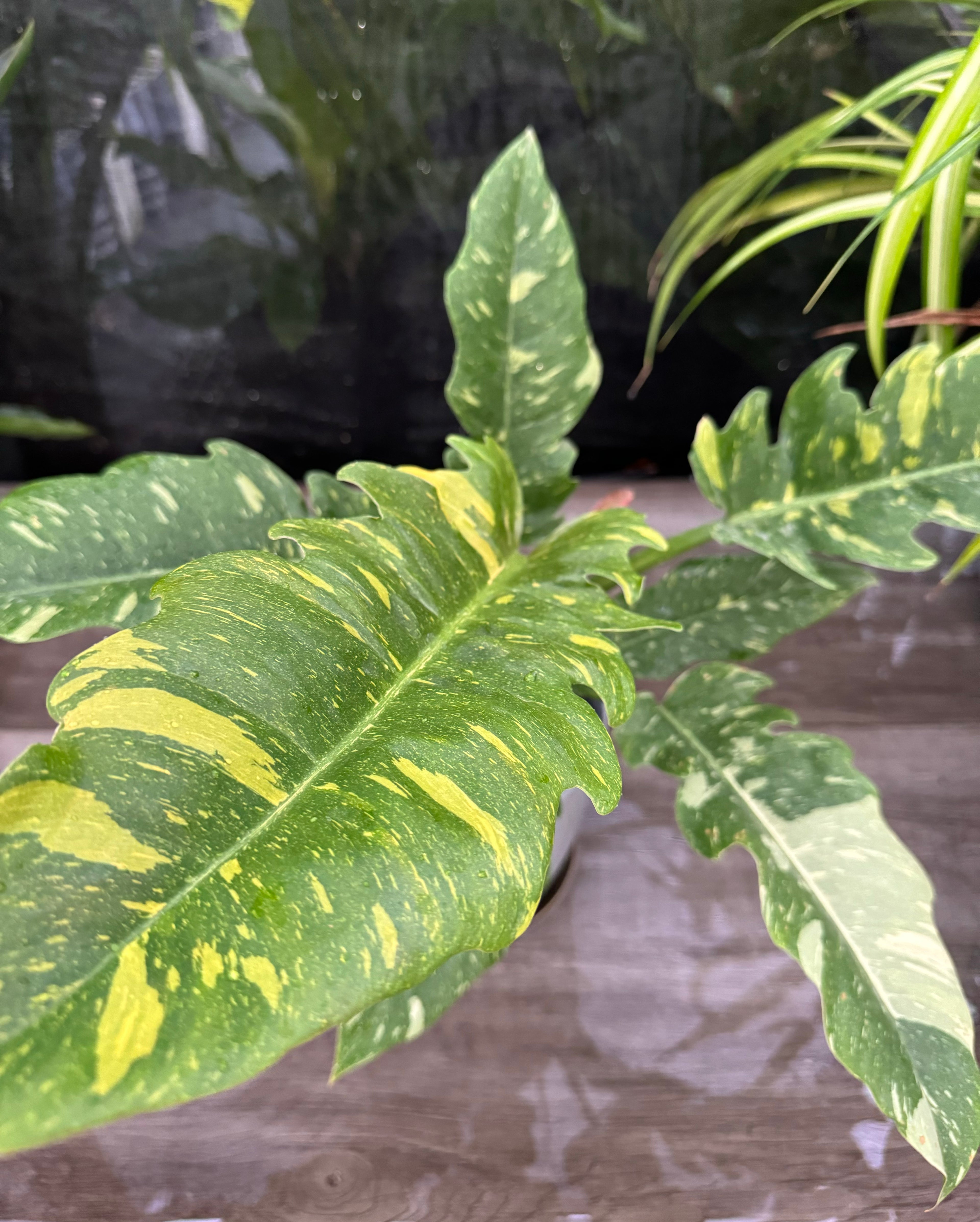 single leaf of Philodendron Ring of Fire Variegated