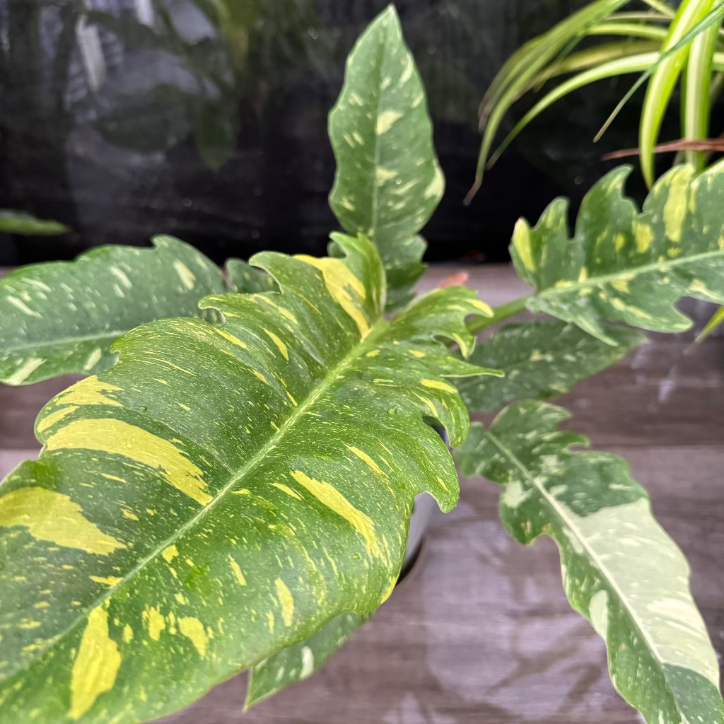 single leaf of Philodendron Ring of Fire Variegated