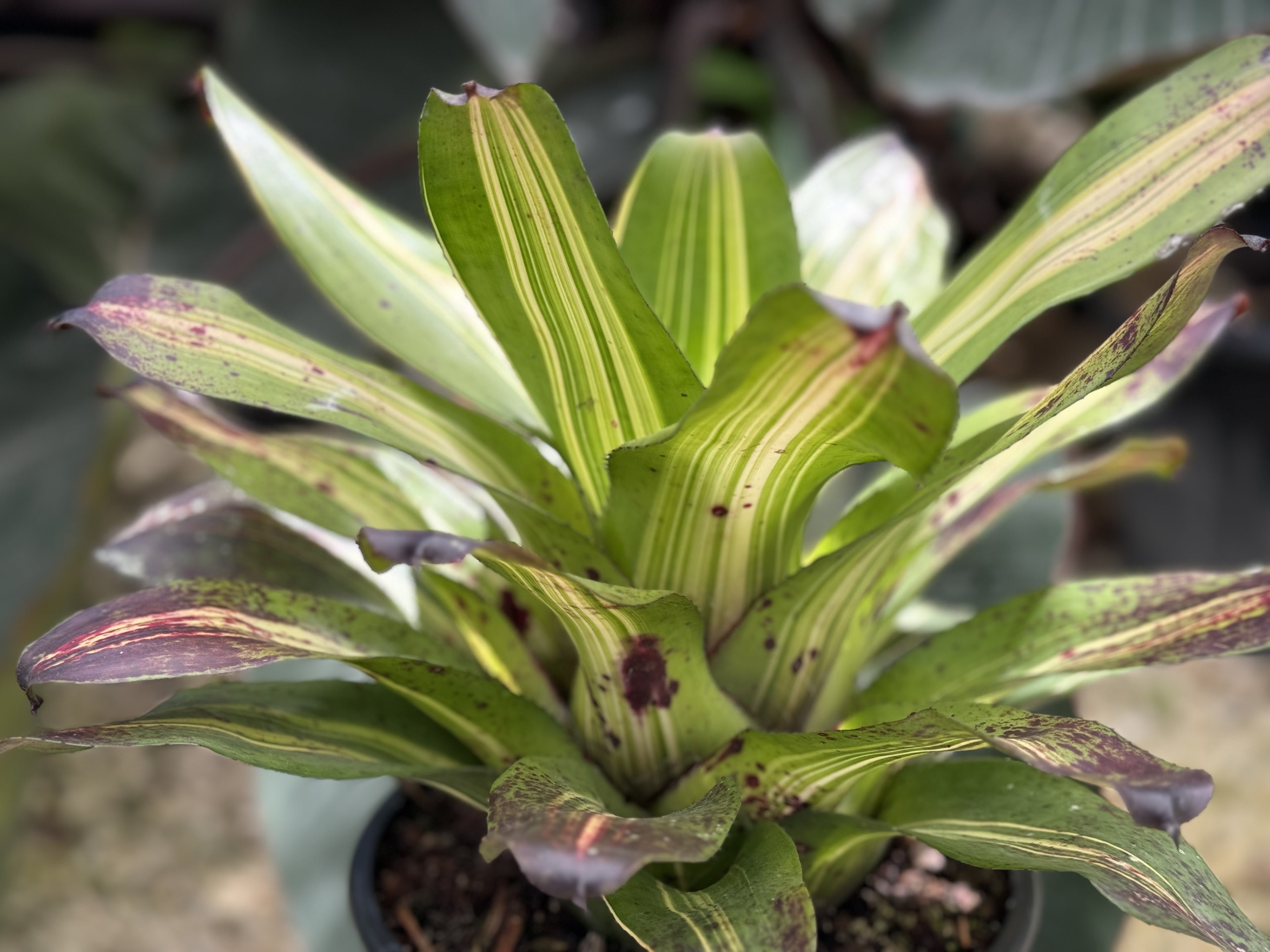 Bromeliad, Neoregelia Picasso