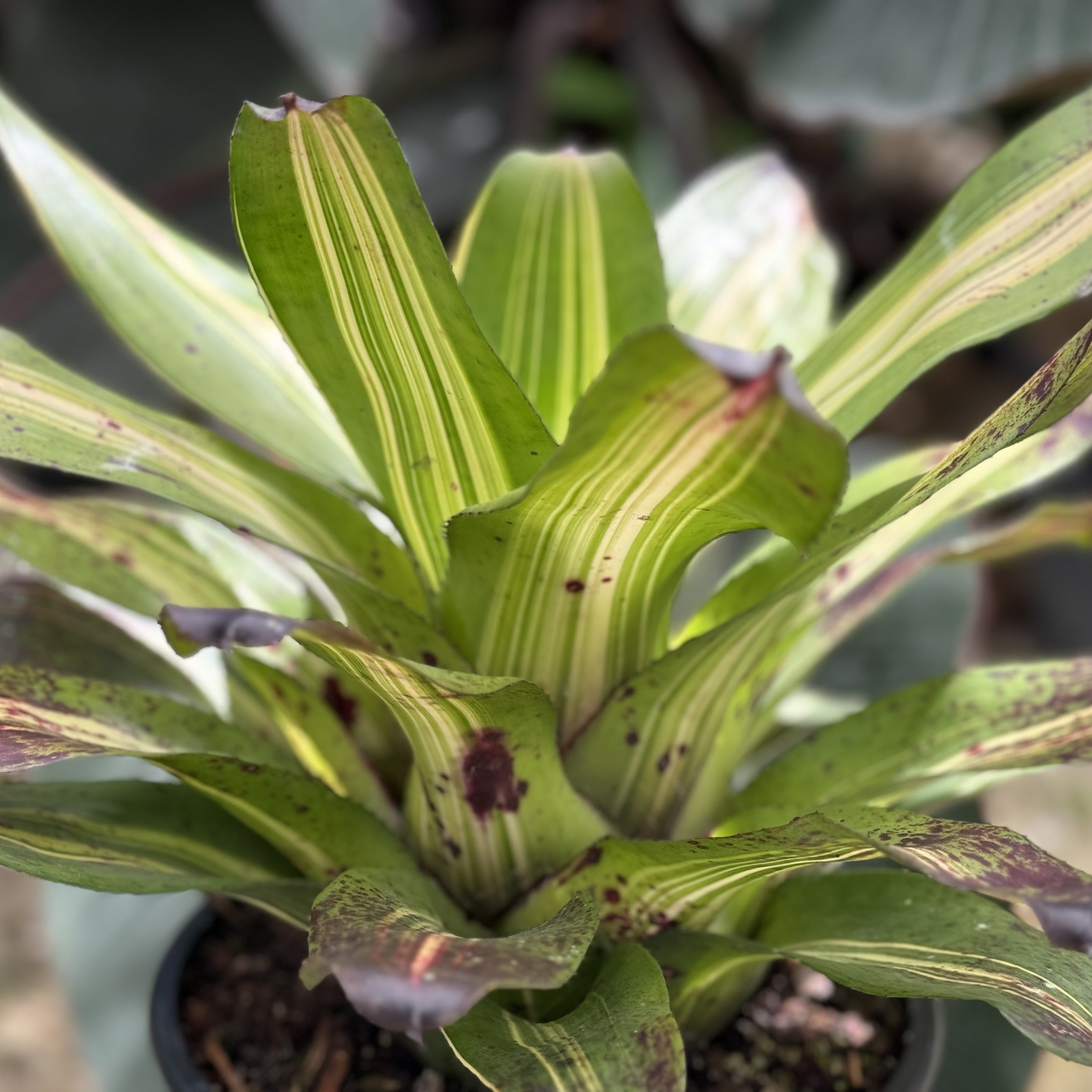 Bromeliad Neoregelia Picasso, Purple Center in Bloom