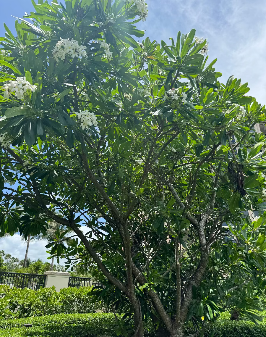 A full view of a large Plumeria (Frangipani) tree featuring thick branching stems, bright green leaves, and clusters of white blossoms