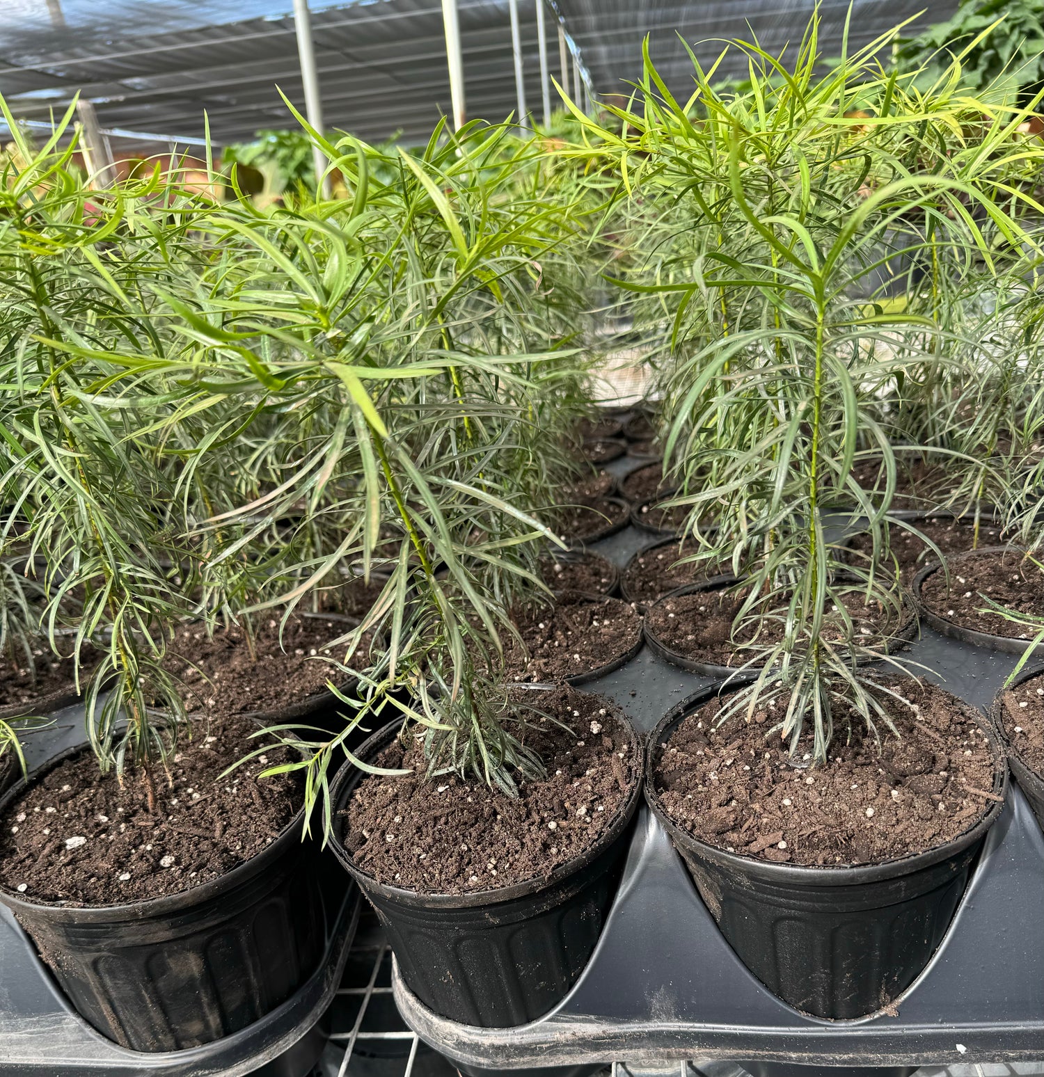 Podocarpus Glacillor Tree, Fern Pine Weeping in a nursery