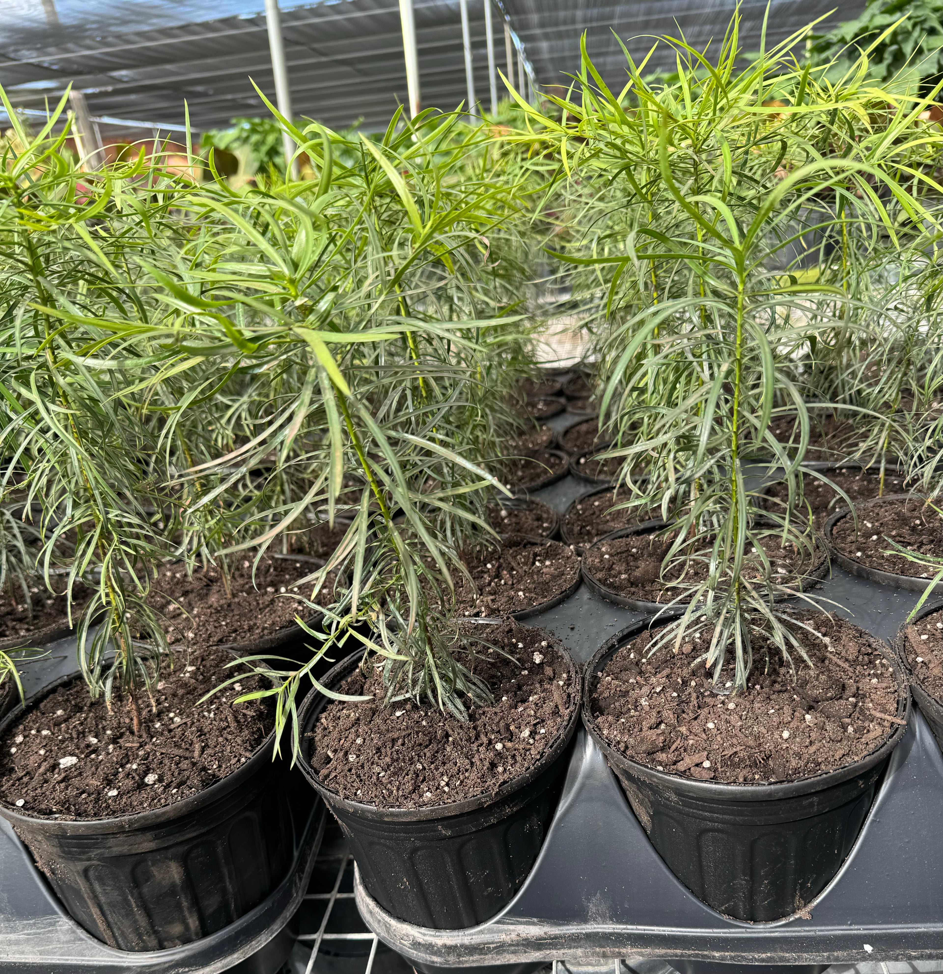 Podocarpus Glacillor Tree, Fern Pine Weeping in a nursery