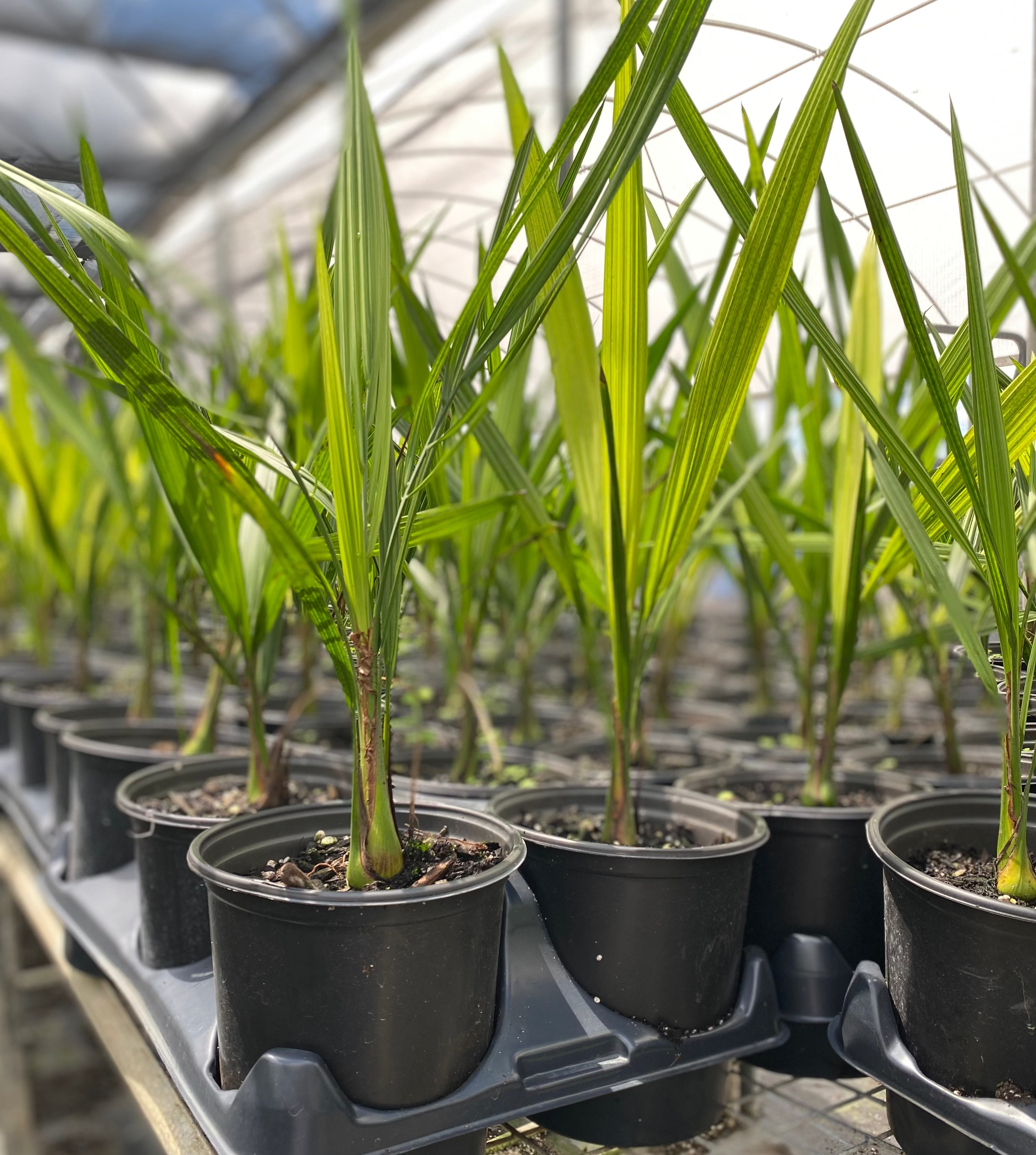 close up view of Pindo Palm, Jelly Palm, Cocos Australis in a pot