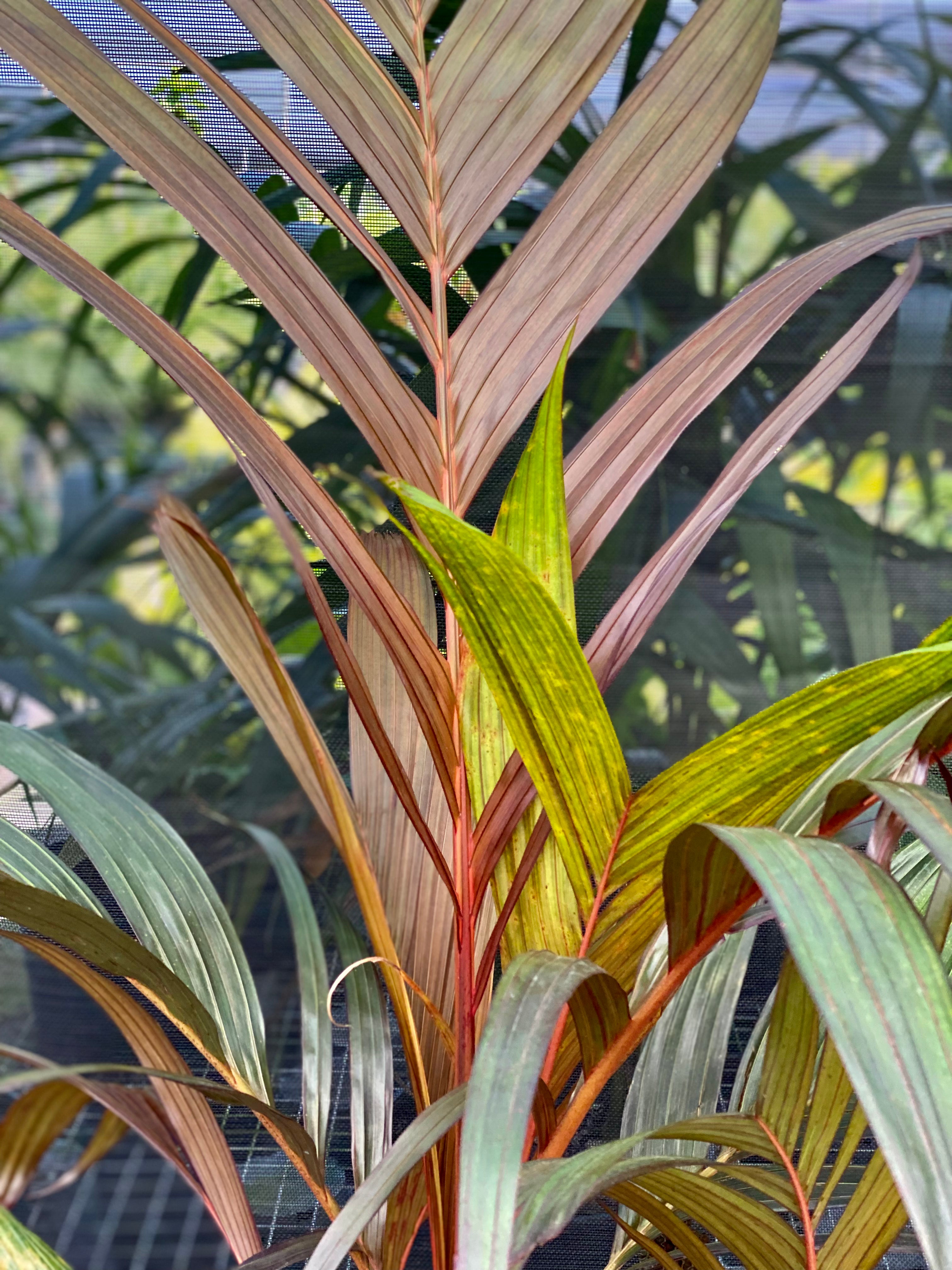 Areca Vestiaria, Red Crownshaft Palm, Rare and Exotic