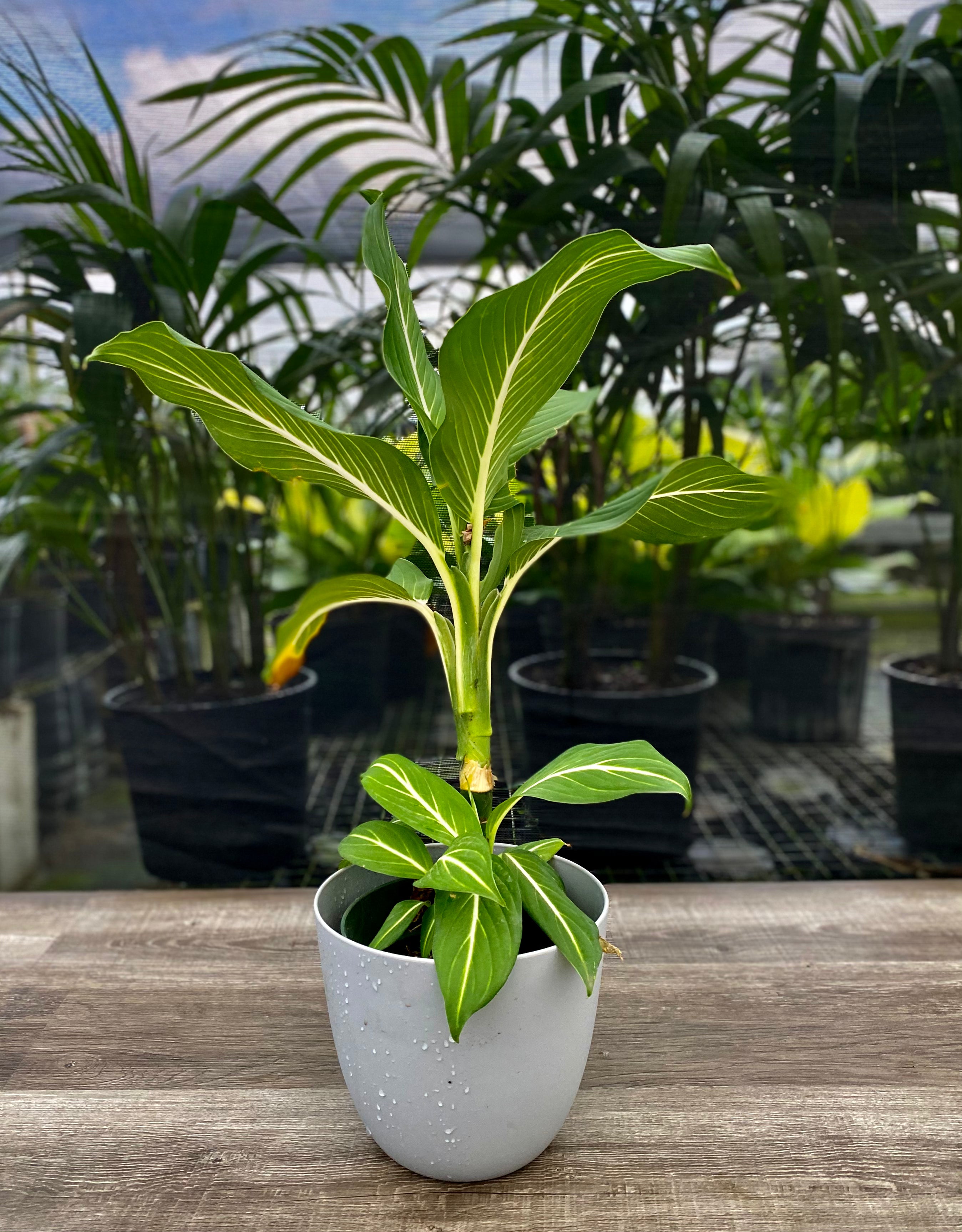 Dieffenbachia Sterling Dumb Cane White Veins