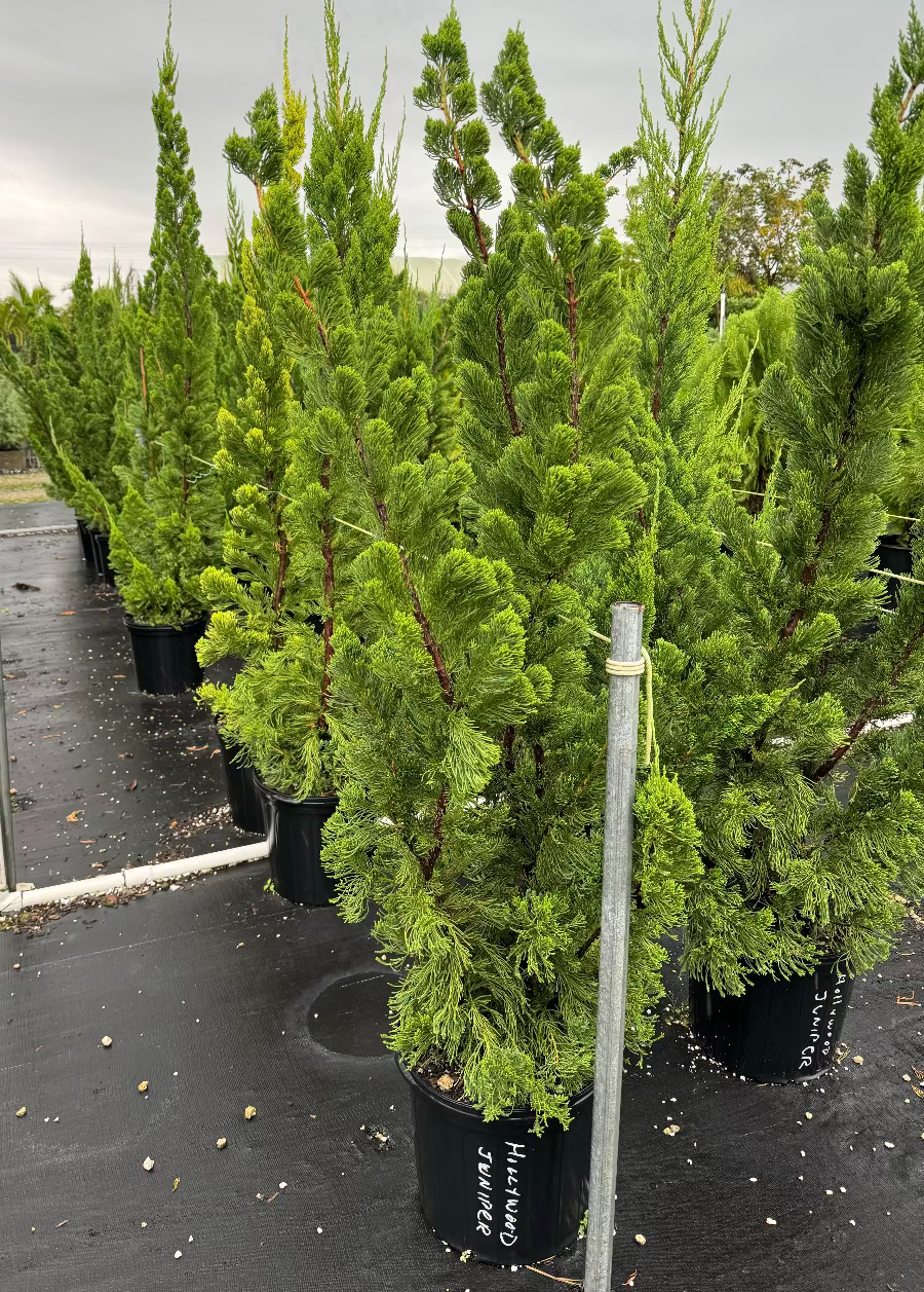 A group of young potted Hollywood Juniper trees featuring their characteristic bright green, dense foliage and naturally upright