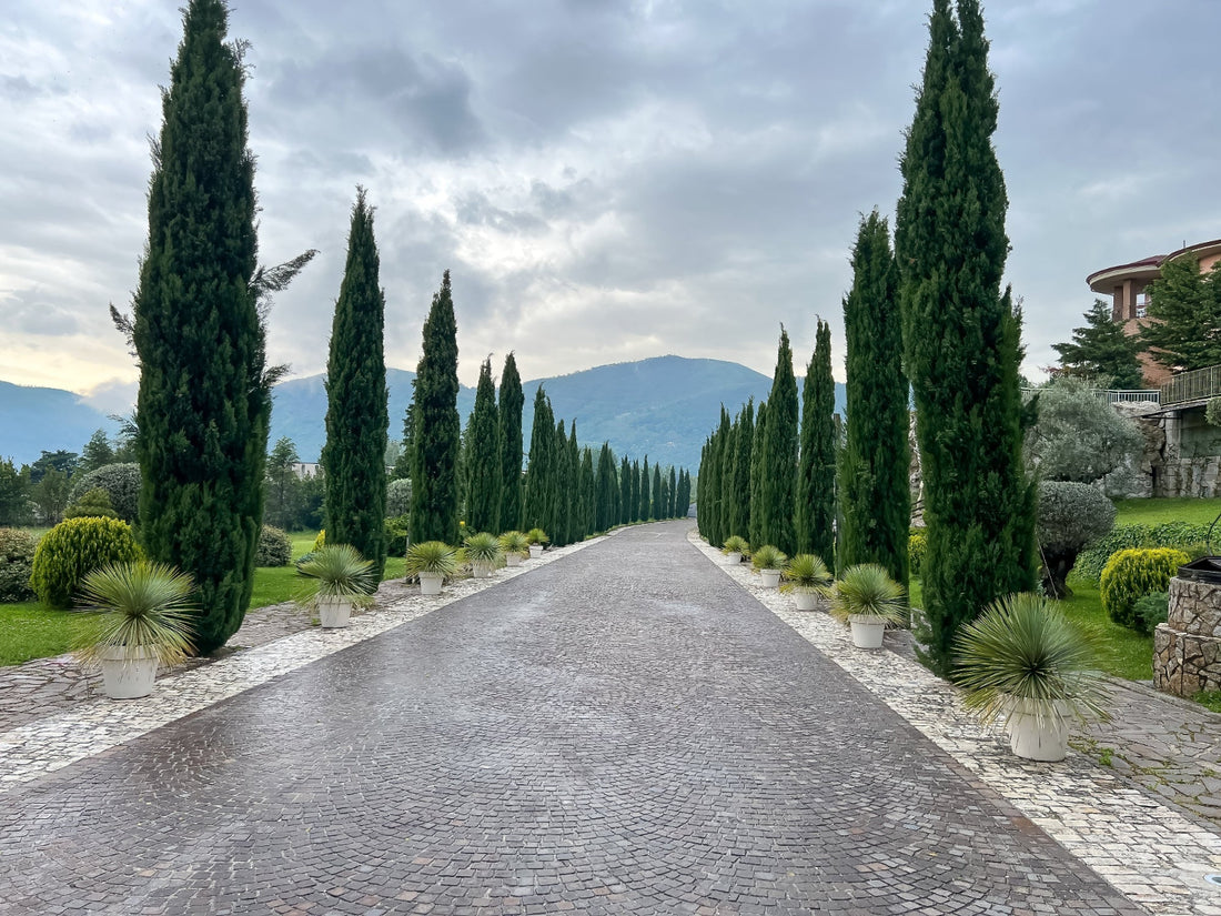 Long driveway lined with tall green Italian Cypress trees and mountains in the background