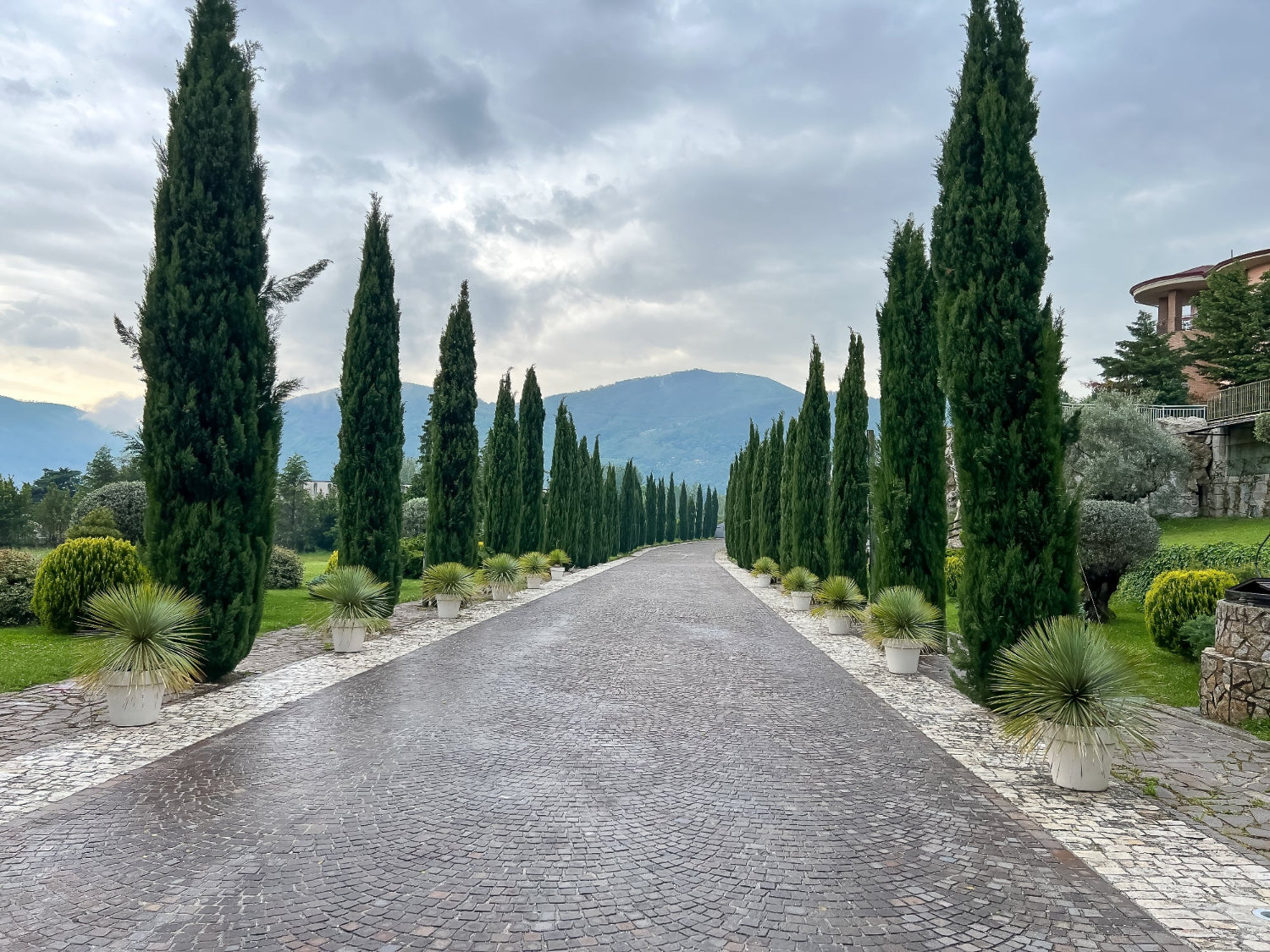 Long driveway lined with tall green Italian Cypress trees and mountains in the background
