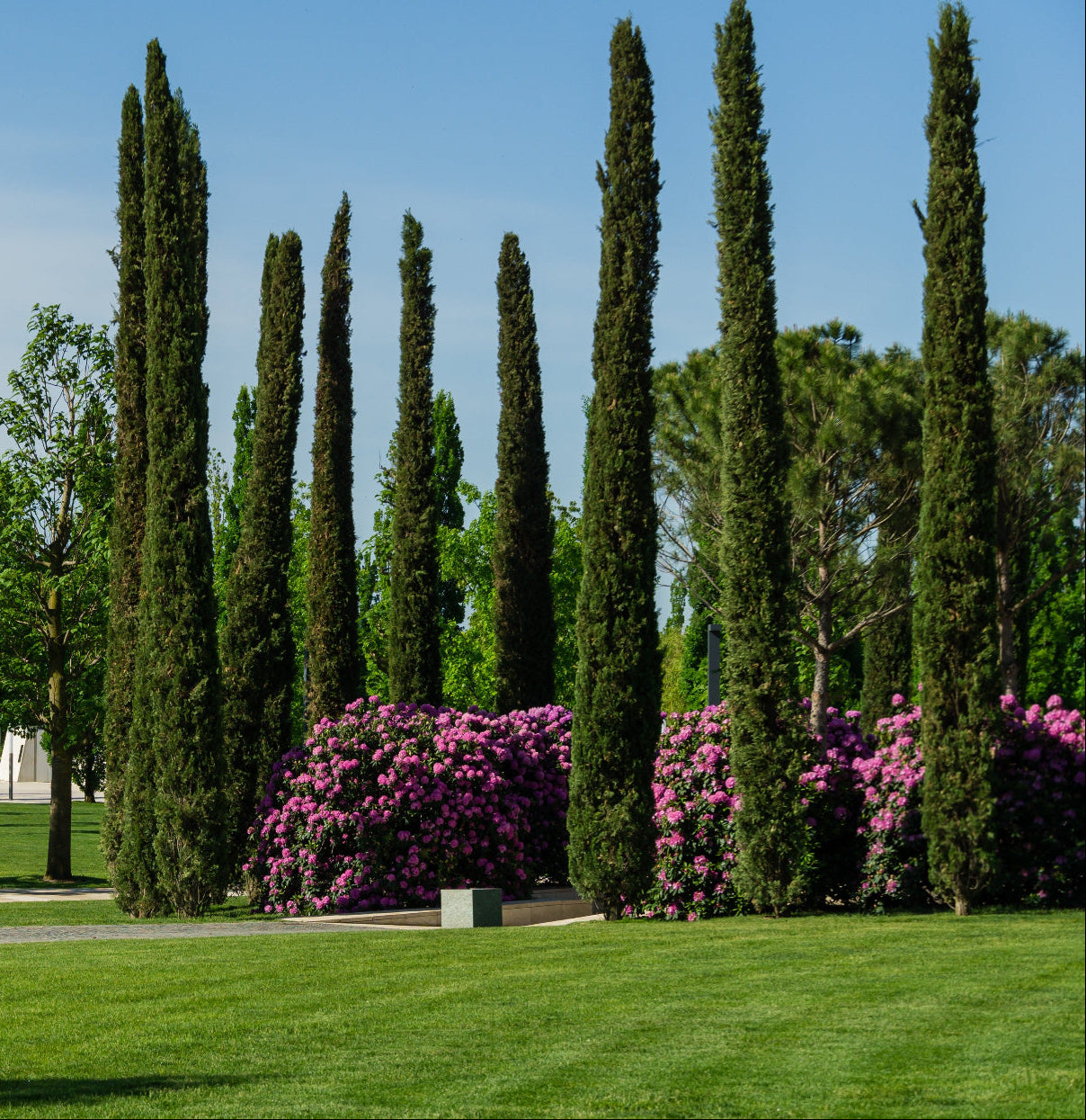 Large Size Italian Cypress, Mediterranean Cypress Planted in Garden