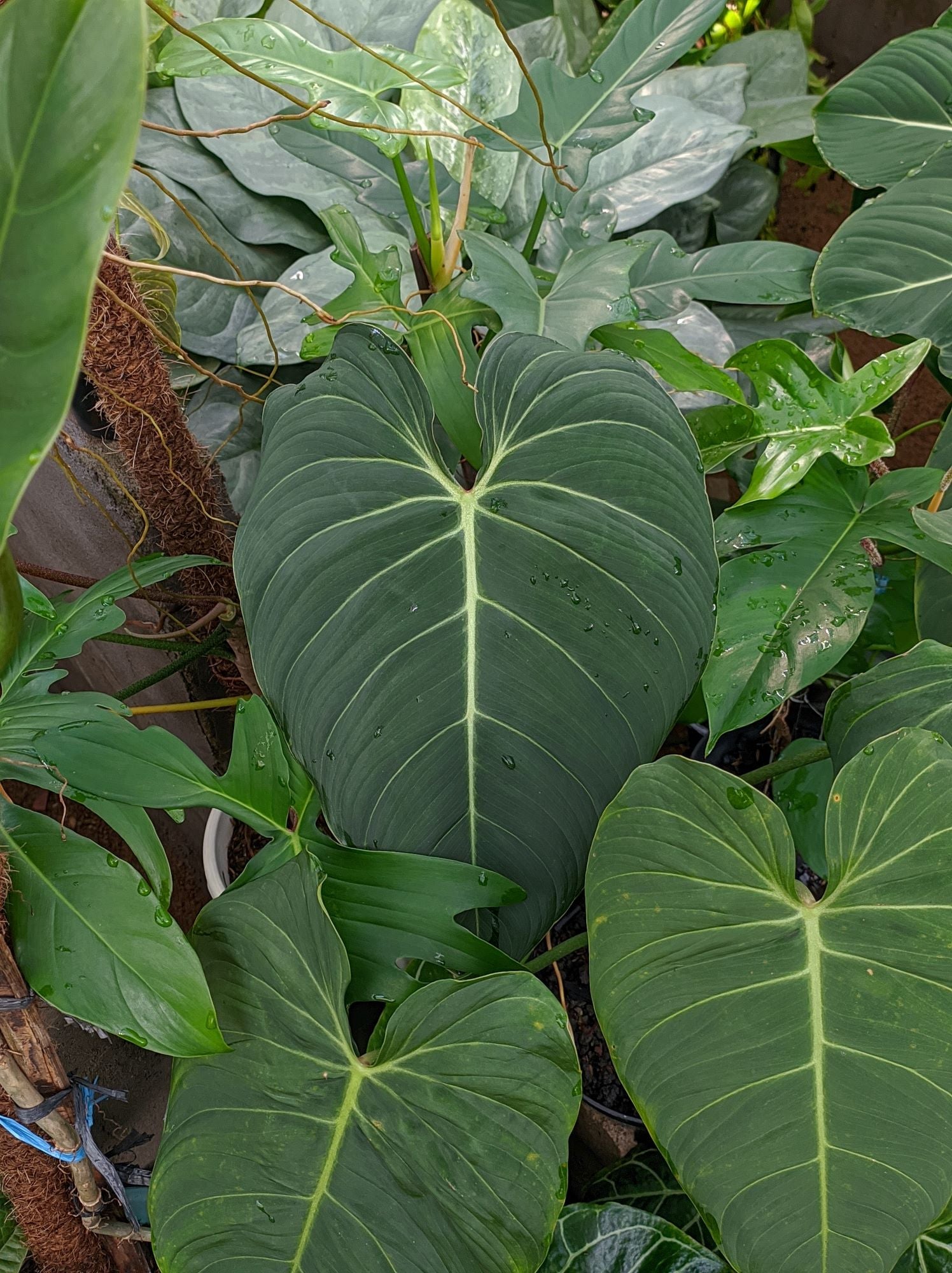 leaves of Philodendron Gloriosum