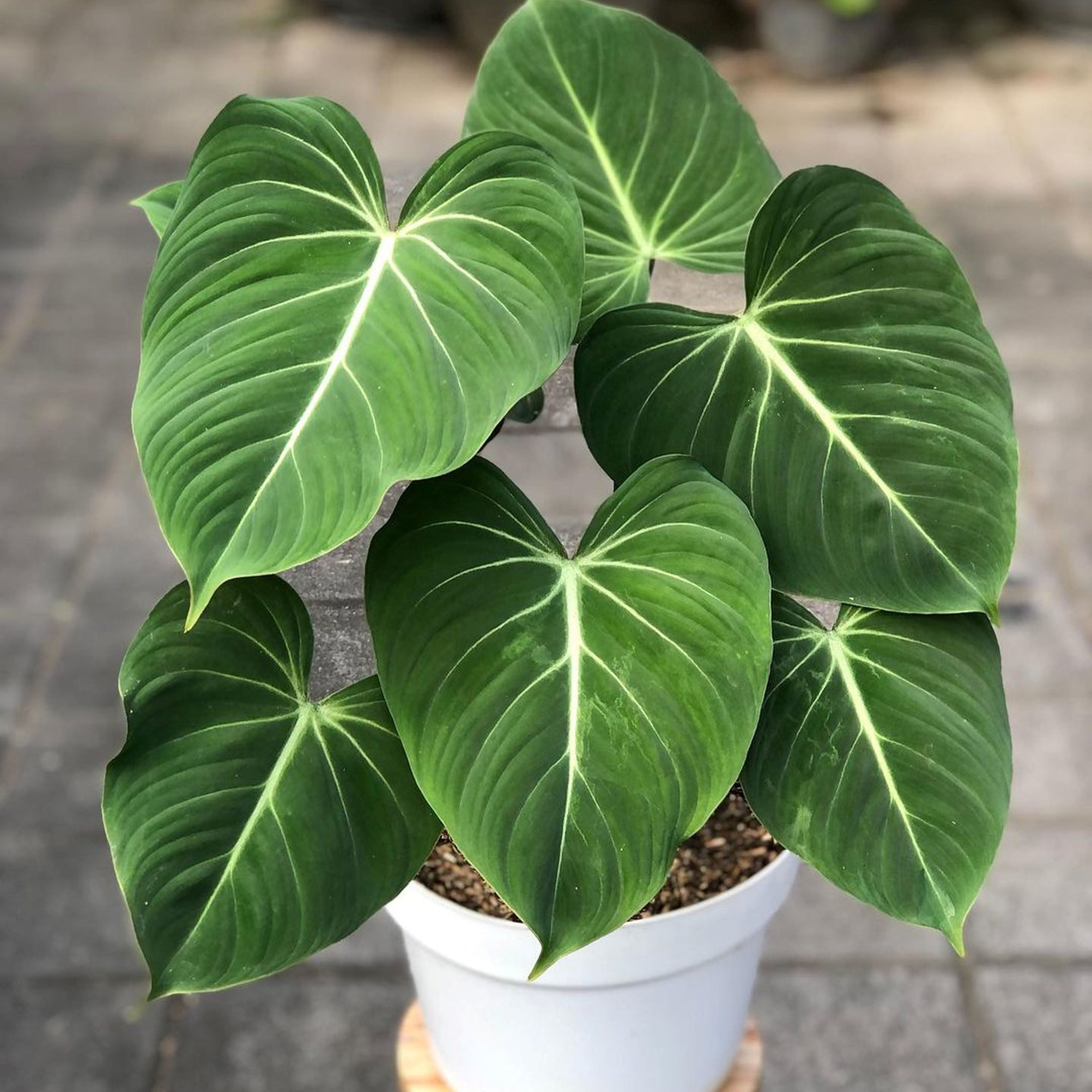Philodendron Gloriosum, Exotic Heart Shape Leaves in a white pot