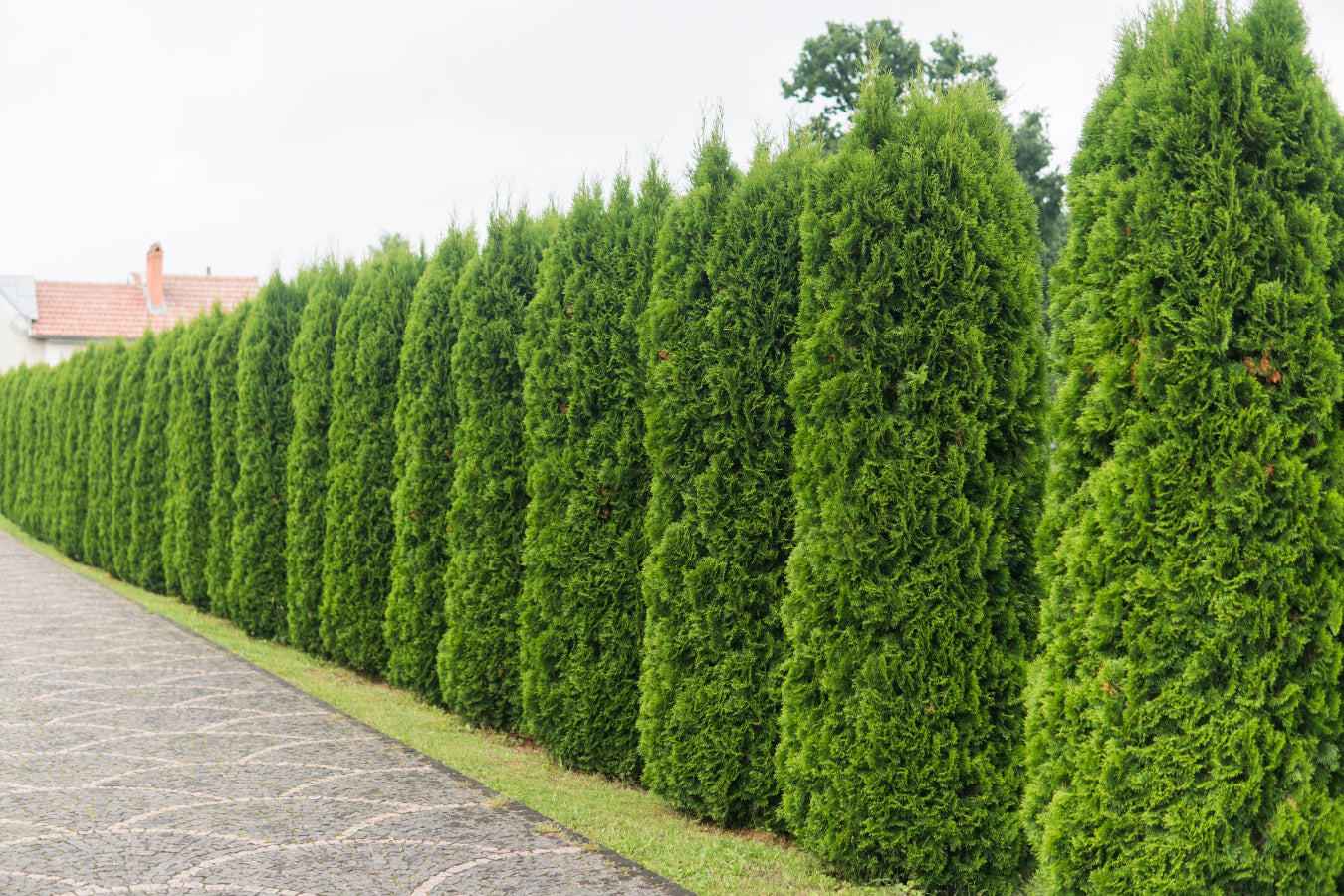 Tall Green Giant evergreen trees in a landscape.