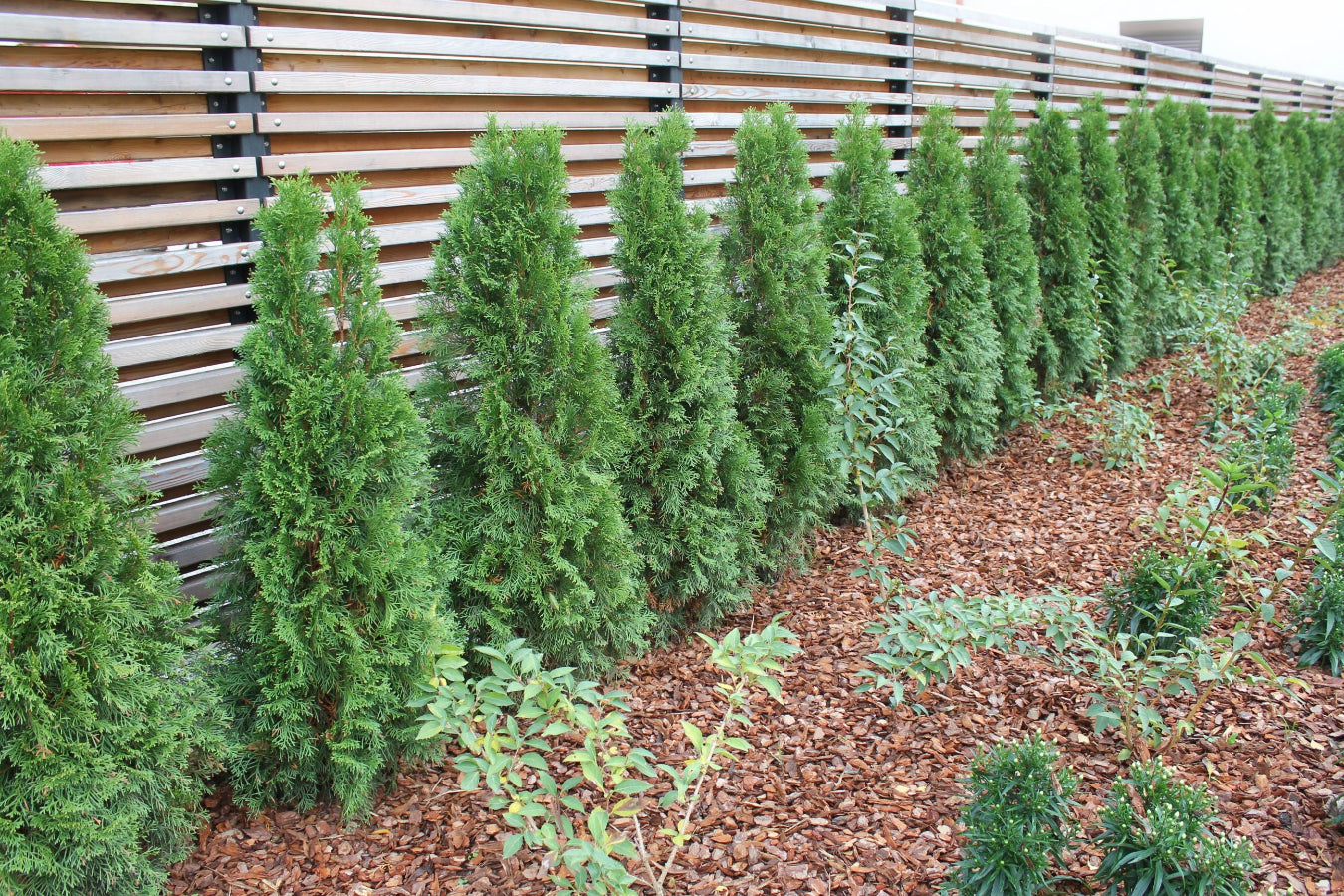 Row of Green Giant Arborvitae against a wooden fence