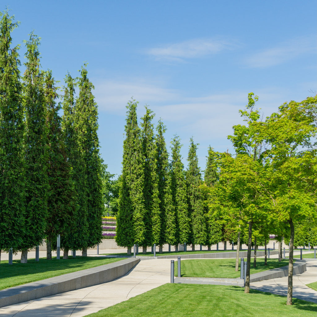 Thuja Green Giant Arborvitae
full grown planted outdoors in rows