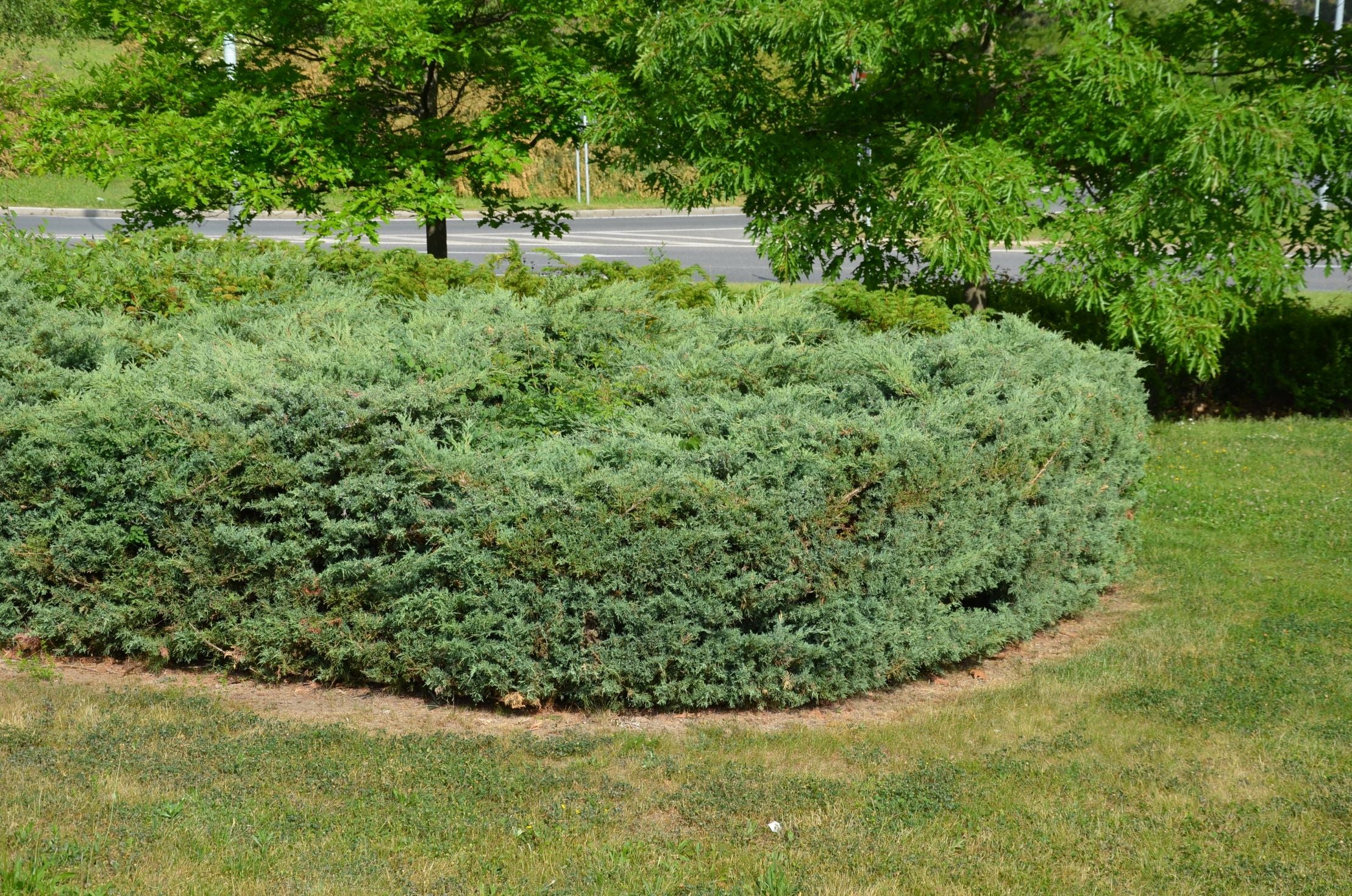 Grey Owl Juniper Shrub