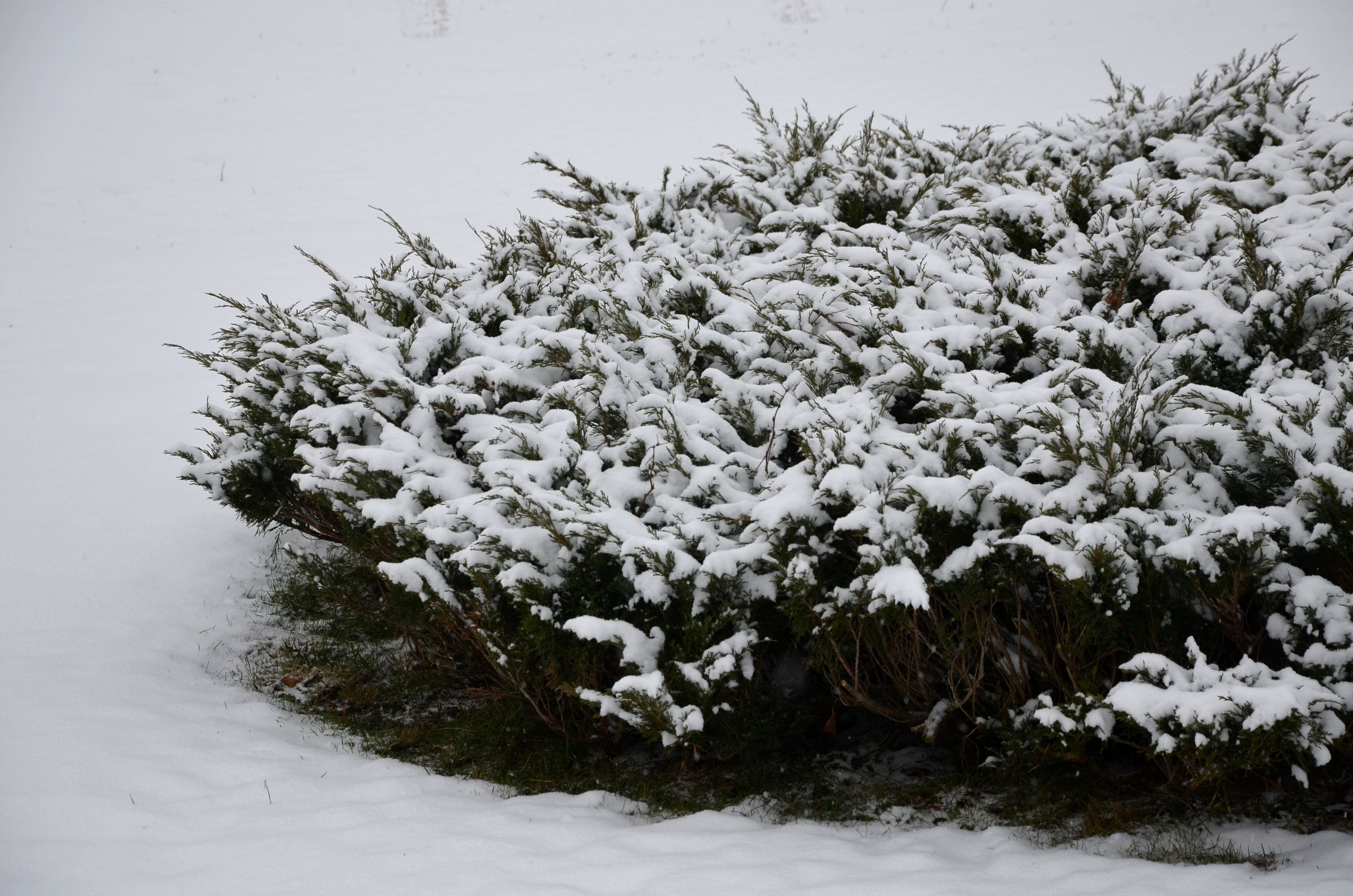 Grey Owl Juniper Shrub