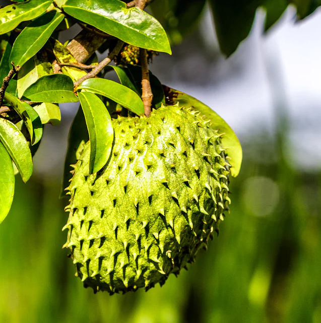 Soursop Guanabana Fruit Tree, Annona Muricata